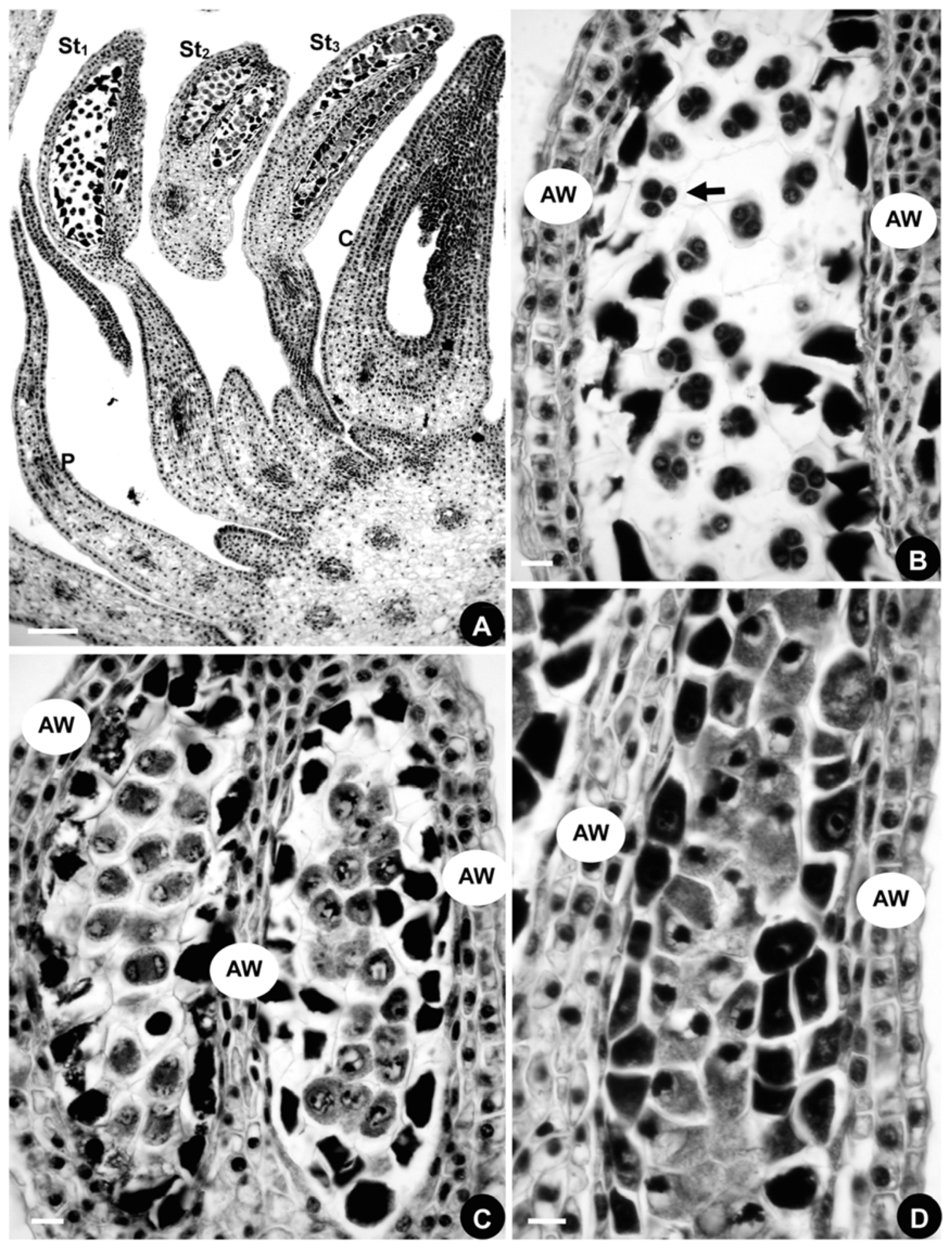 Plants 08 00493 g007 Plants 08 00493 g007