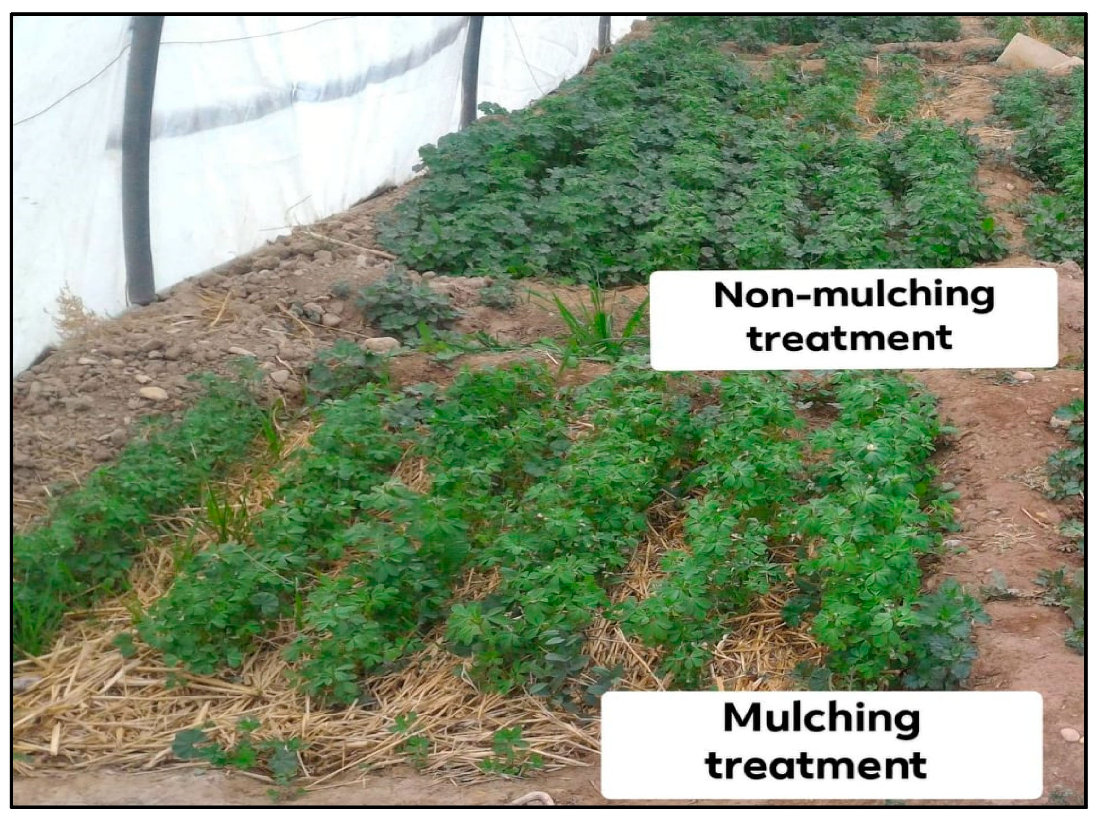 Plants 08 00503 g007 Plants 08 00503 g007