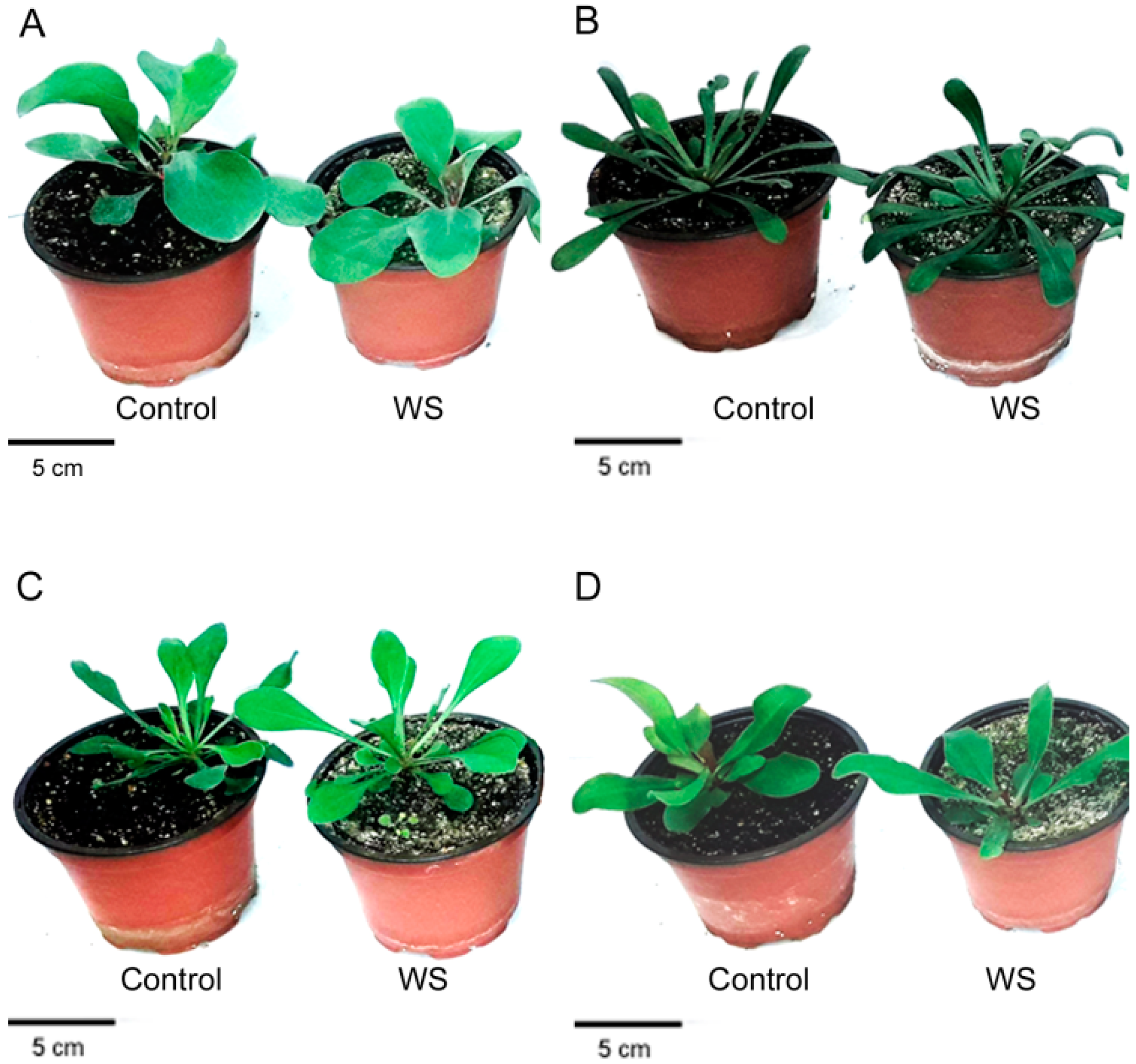 Plants 08 00506 g001 Plants 08 00506 g001
