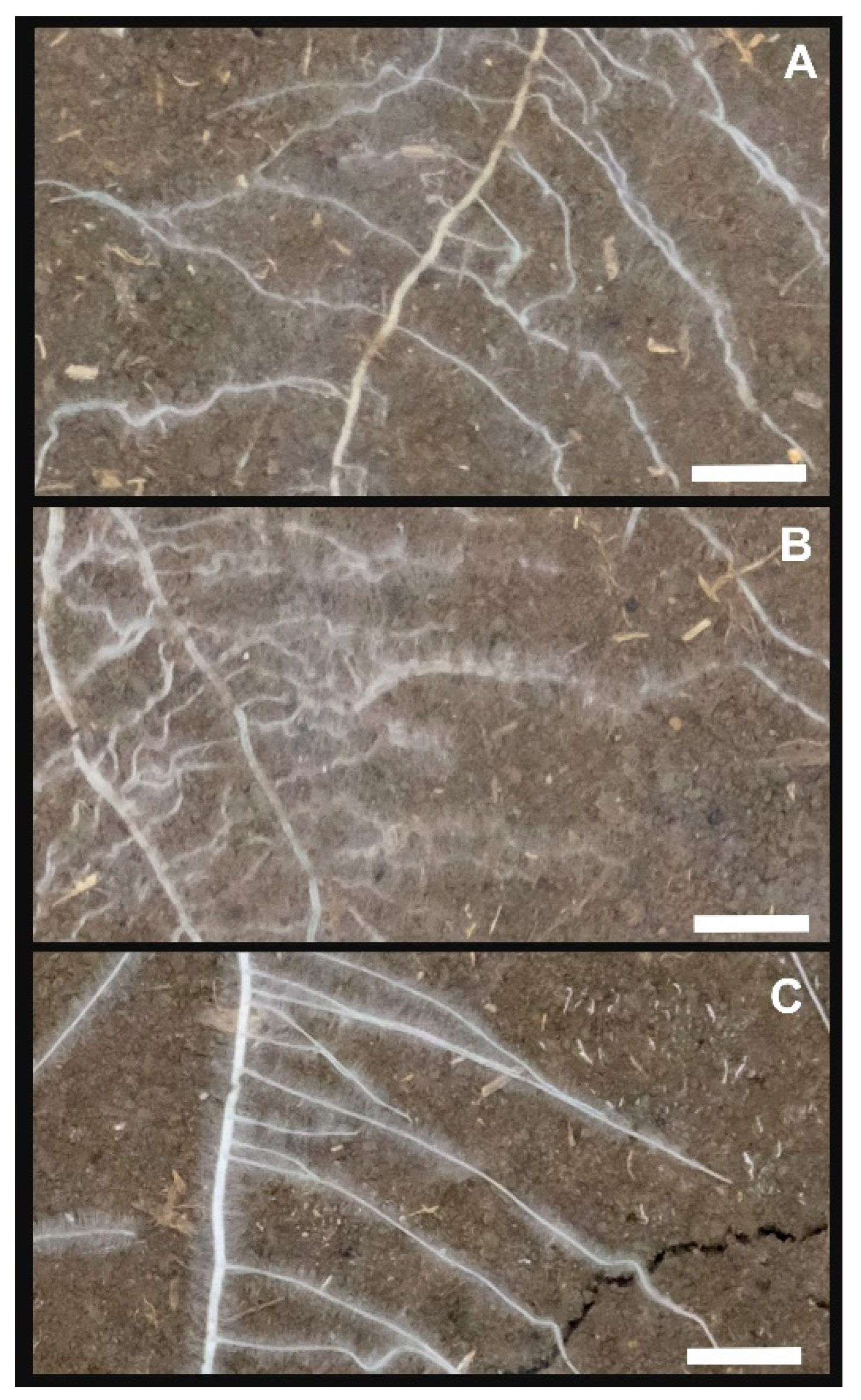 Plants 08 00514 g003