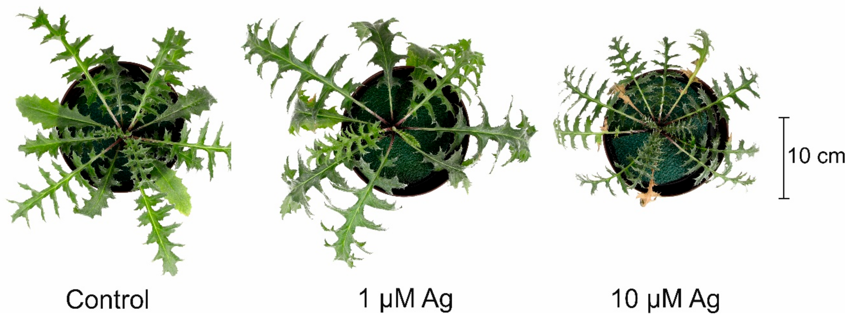 Plants 08 00517 g002