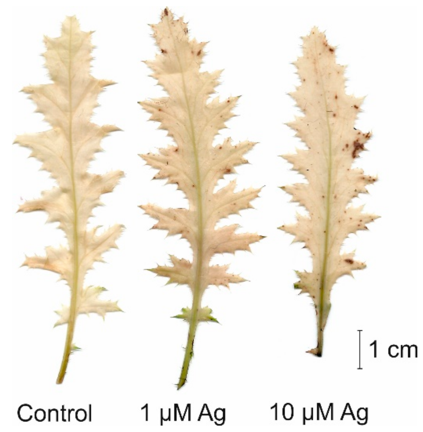 Plants 08 00517 g003