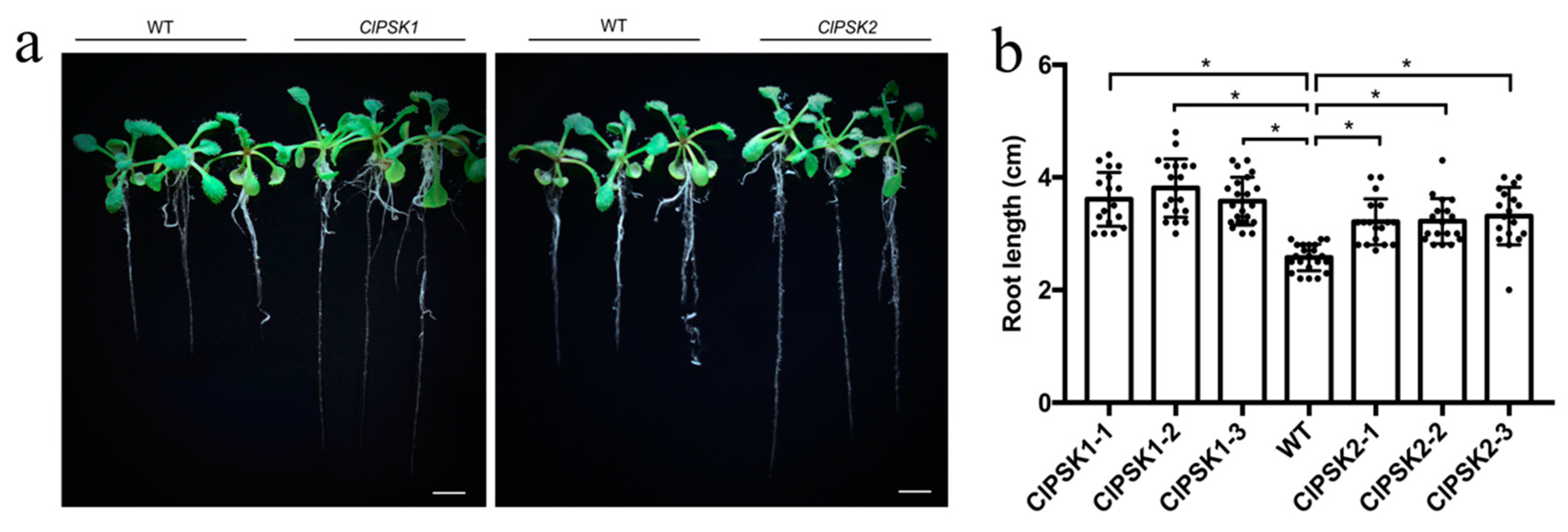 Plants 08 00520 g002 Plants 08 00520 g002