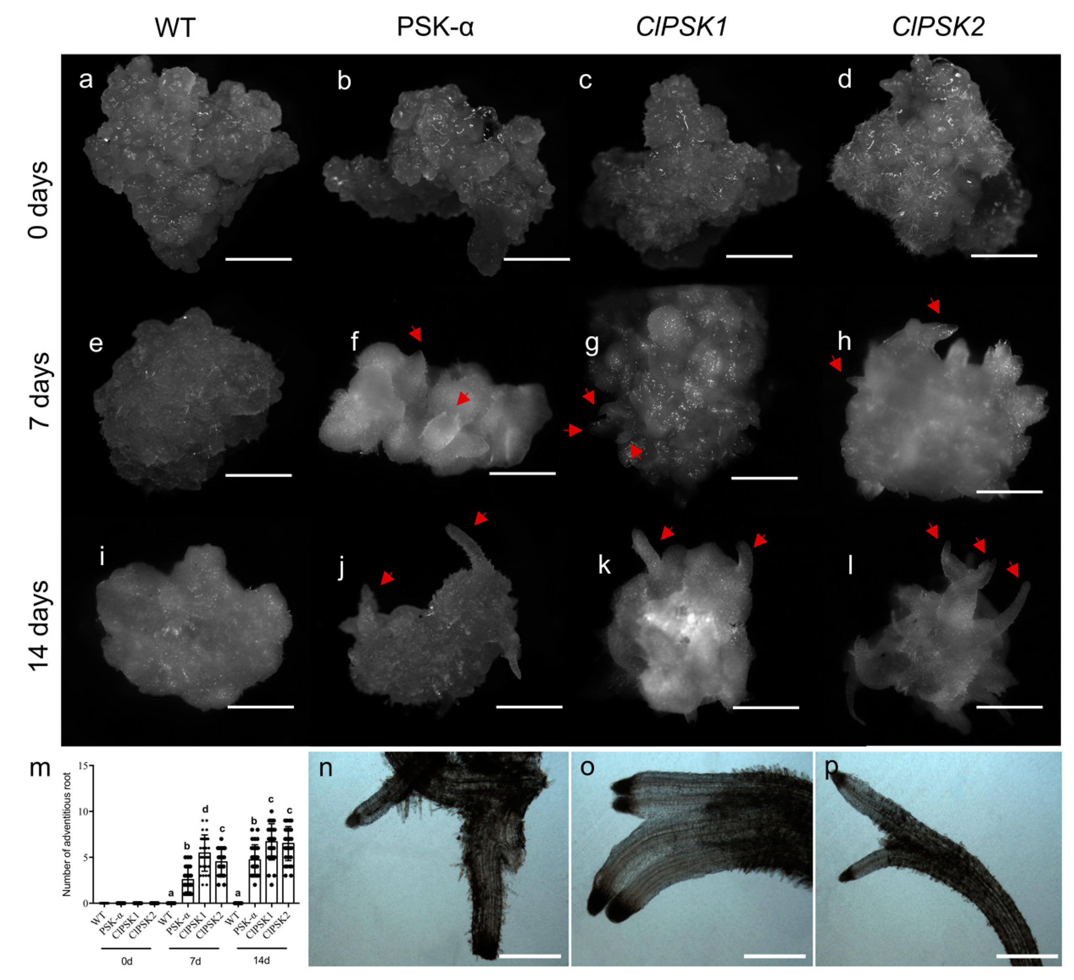 Plants 08 00520 g003 Plants 08 00520 g003
