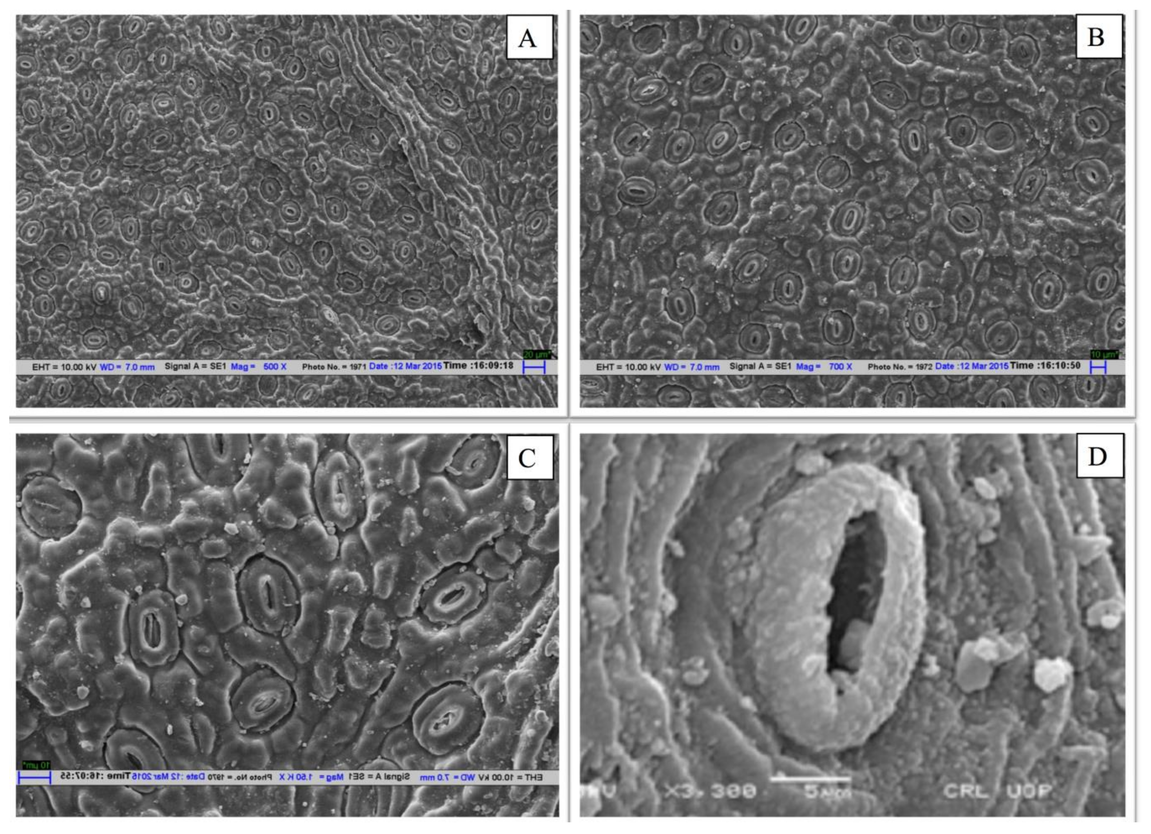 Plants 08 00528 g002 Plants 08 00528 g002