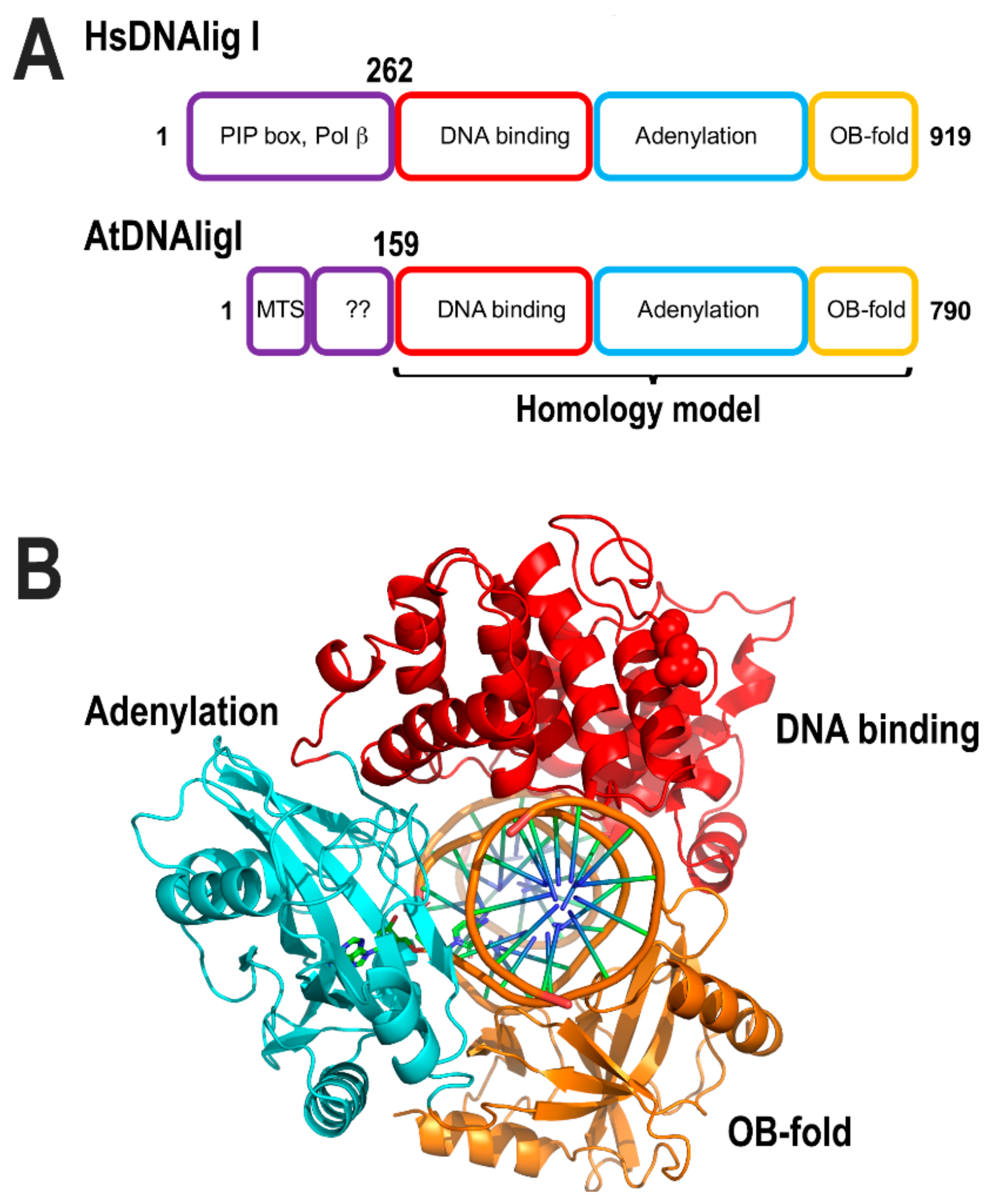 Plants Free FullText StructureFunction Analysis