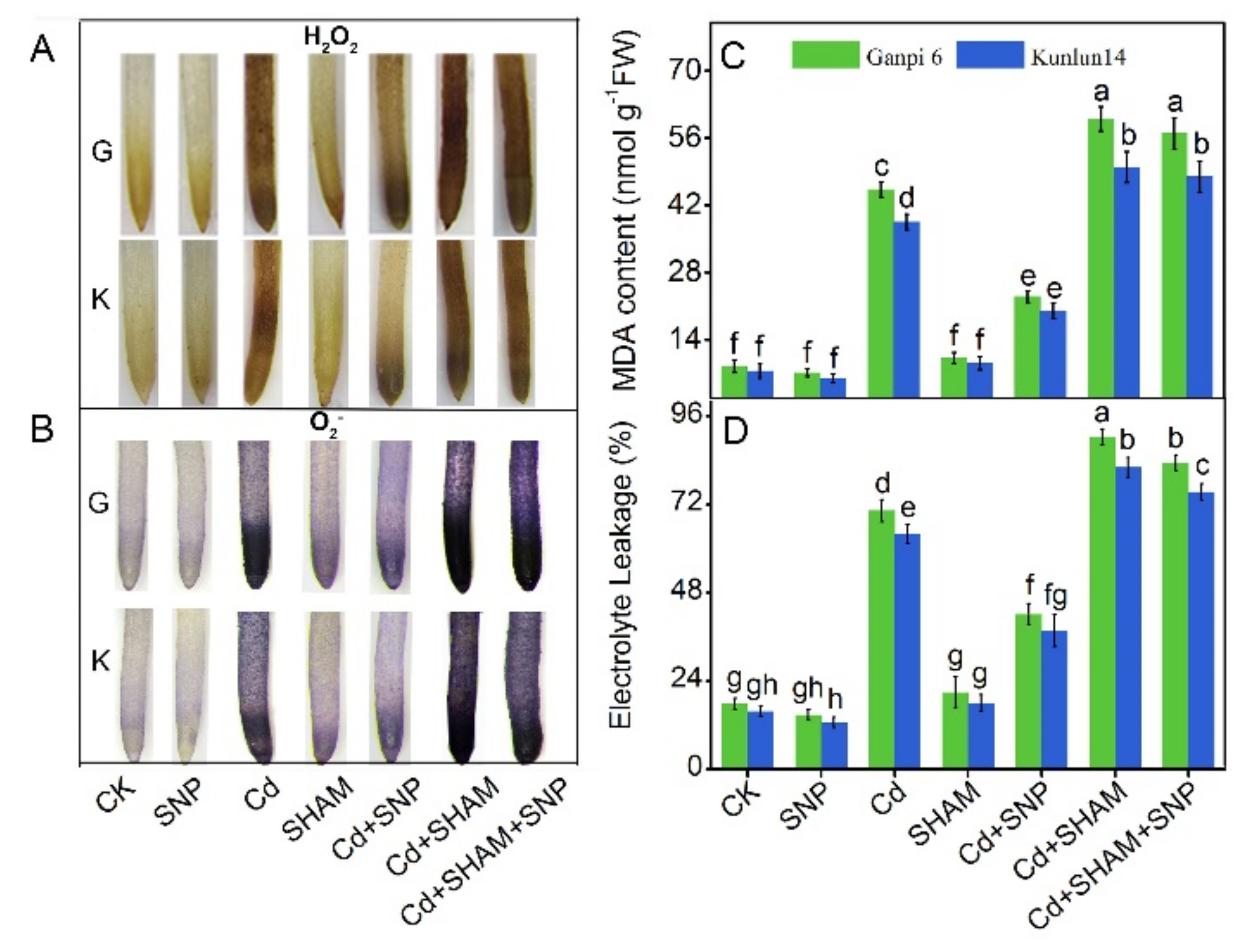 Plants 08 00557 g007 Plants 08 00557 g007