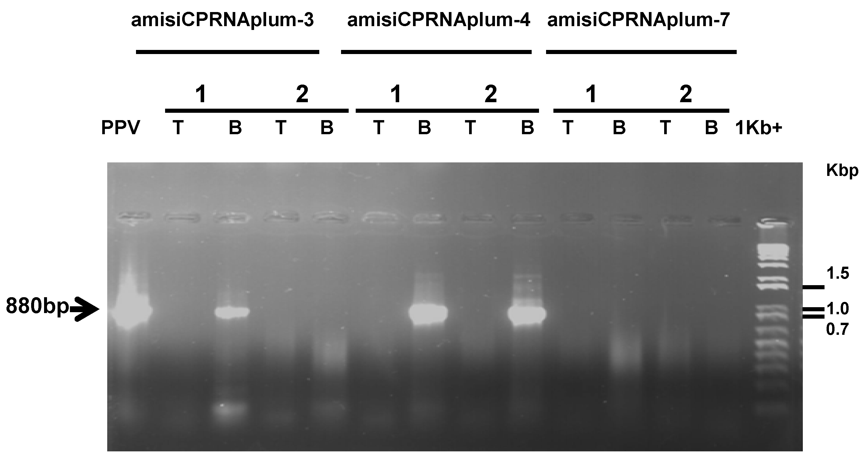 Plants 08 00565 g003 Plants 08 00565 g003