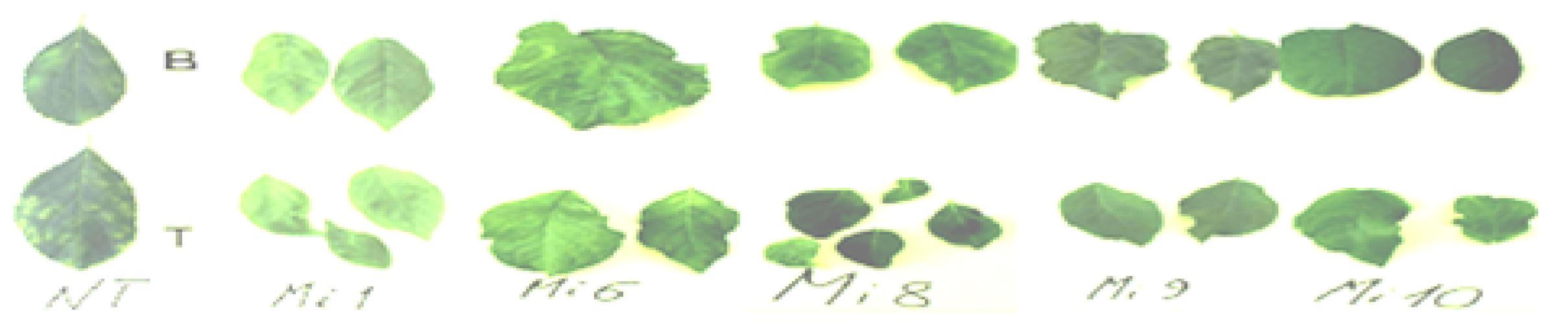 Plants 08 00565 g004 Plants 08 00565 g004