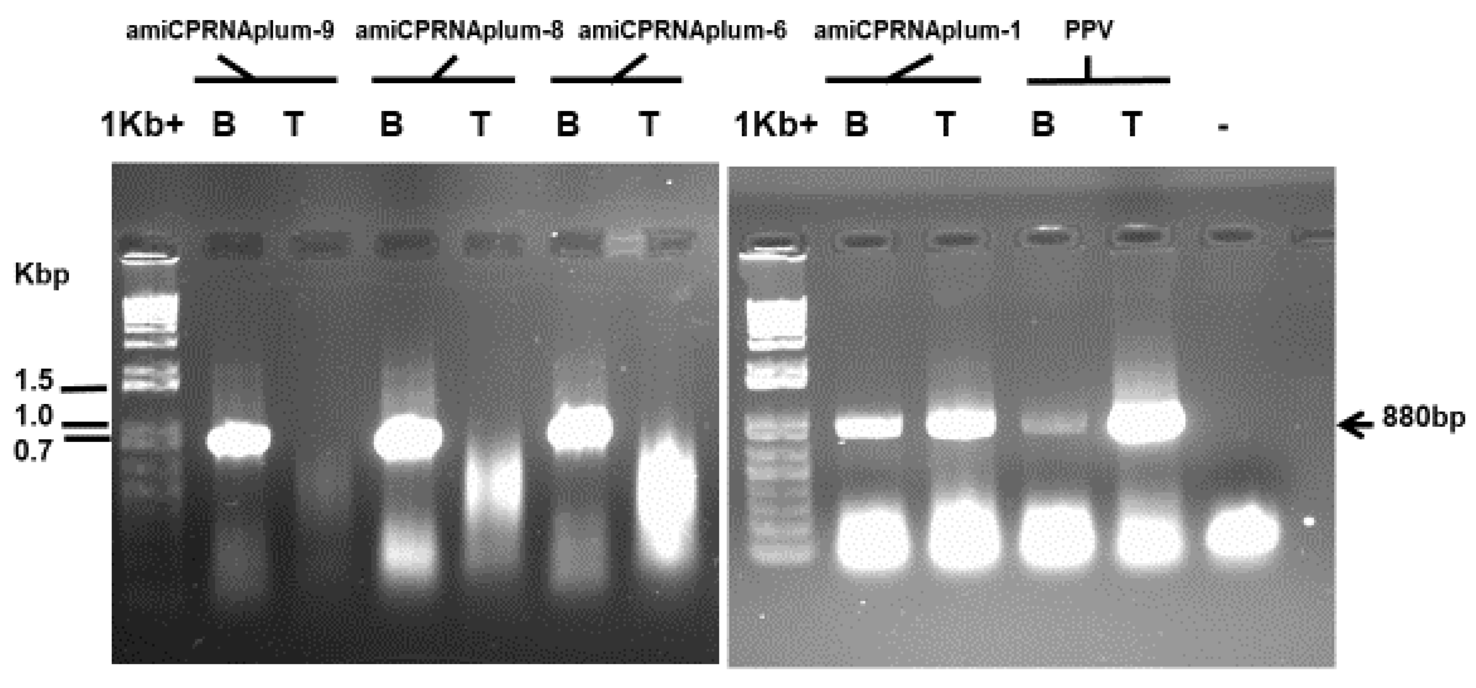 Plants 08 00565 g005 Plants 08 00565 g005