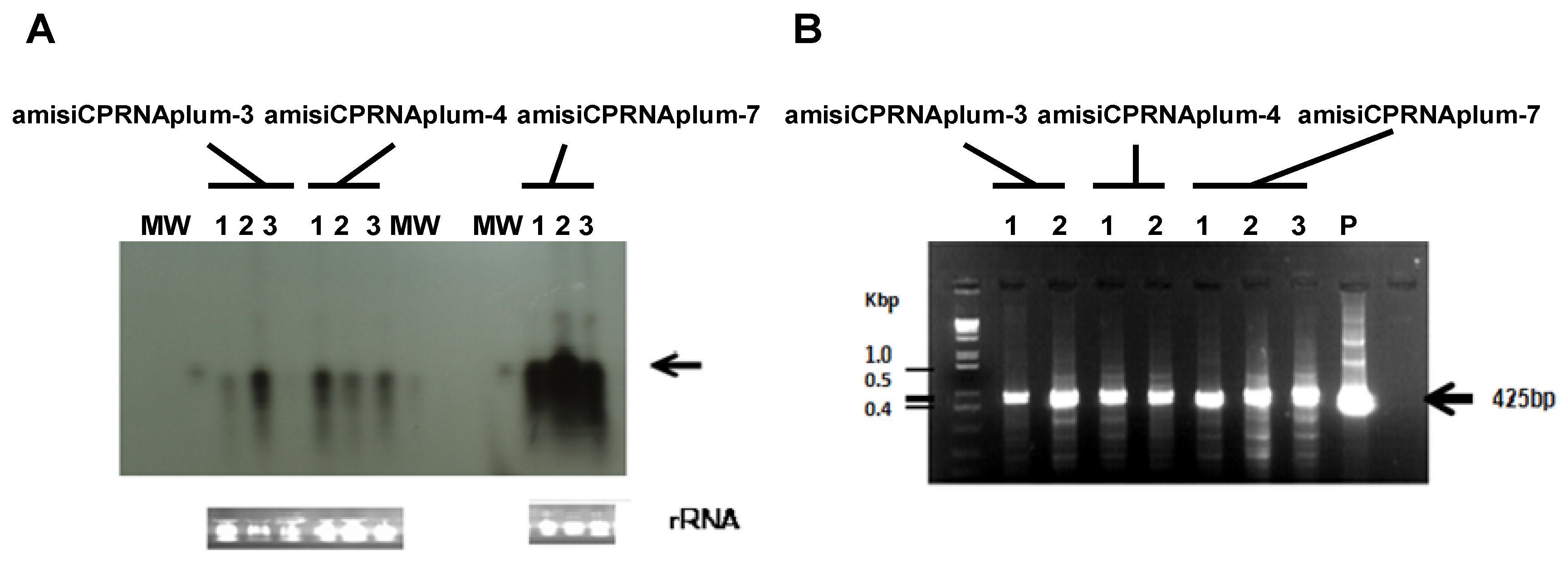 Plants 08 00565 g006 Plants 08 00565 g006