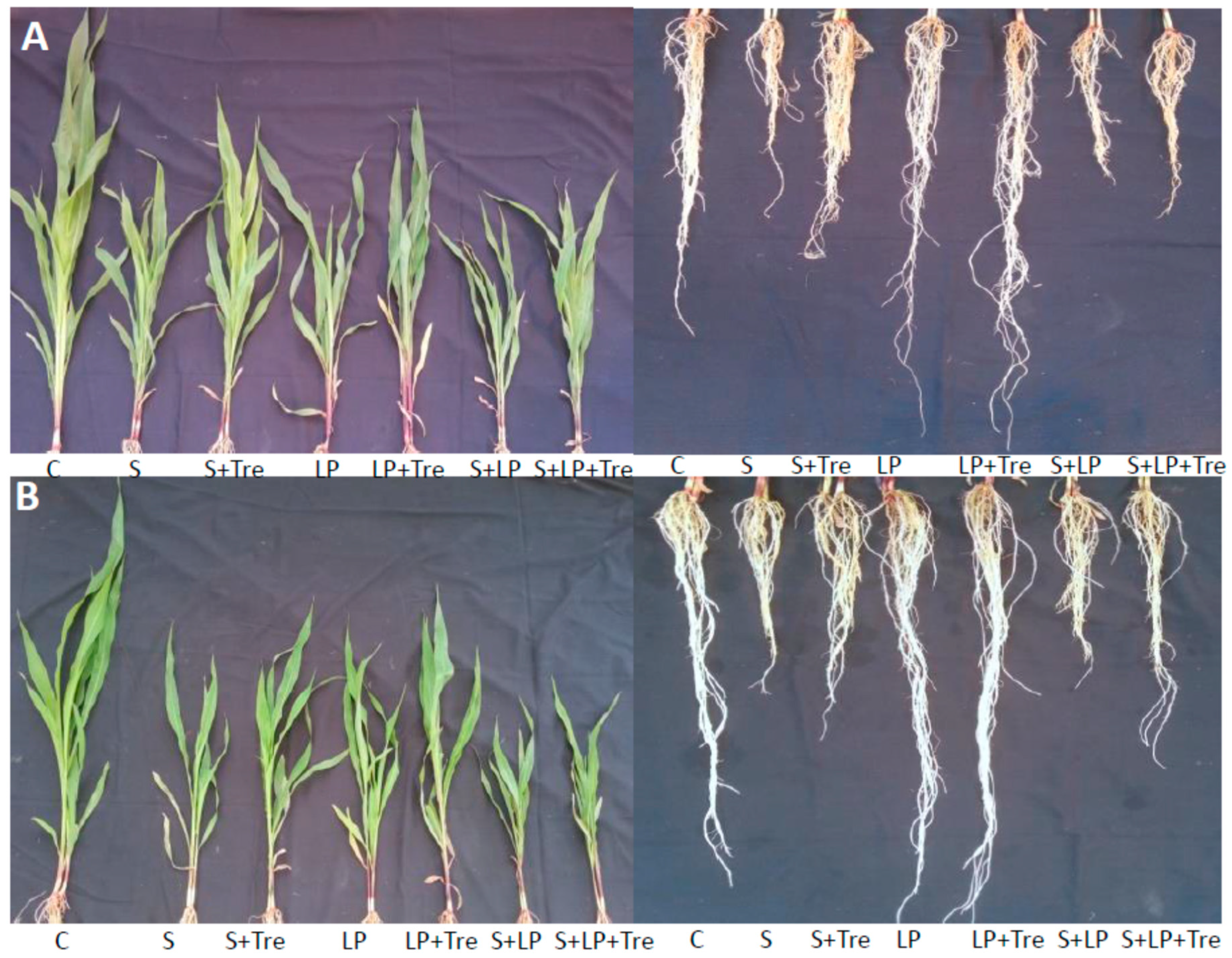 Plants Free Full Text Trehalose Protects Maize Plants From Salt Stress And Phosphorus Deficiency Html