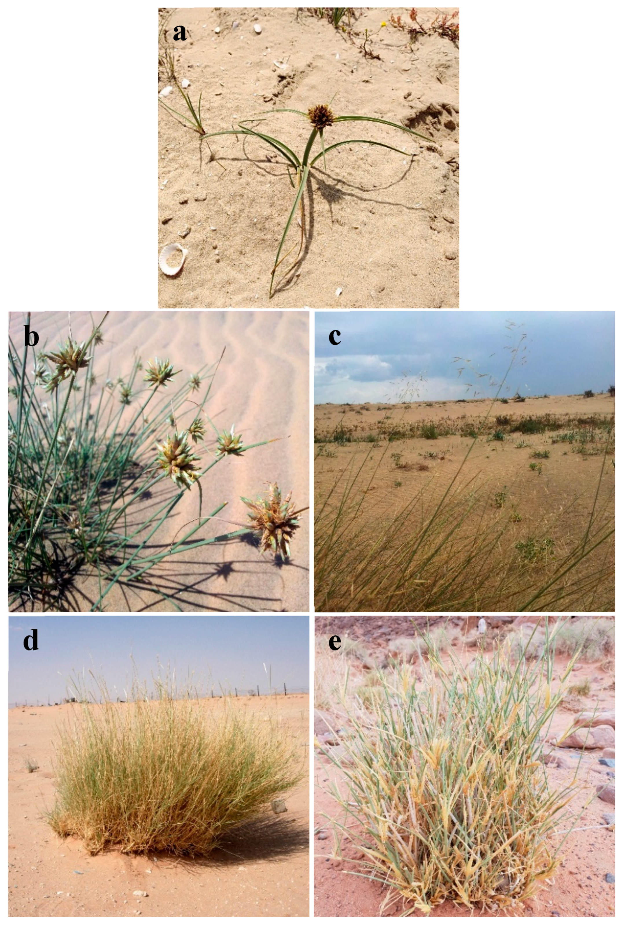 Plants 08 00569 g006