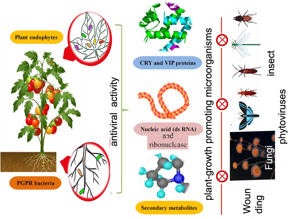 Plants Free FullText Mechanisms of Plant Tolerance to RNA Viruses