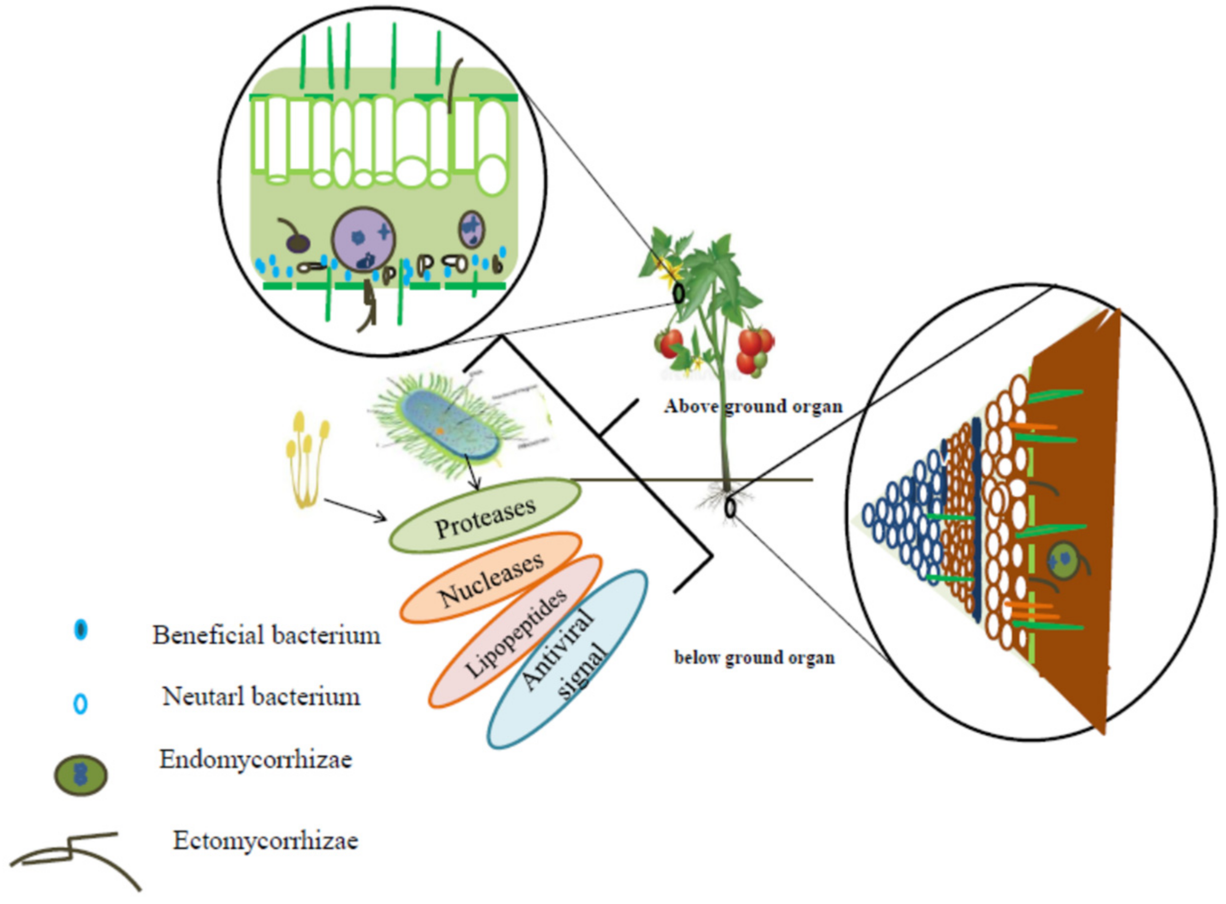 Plants 08 00575 g002