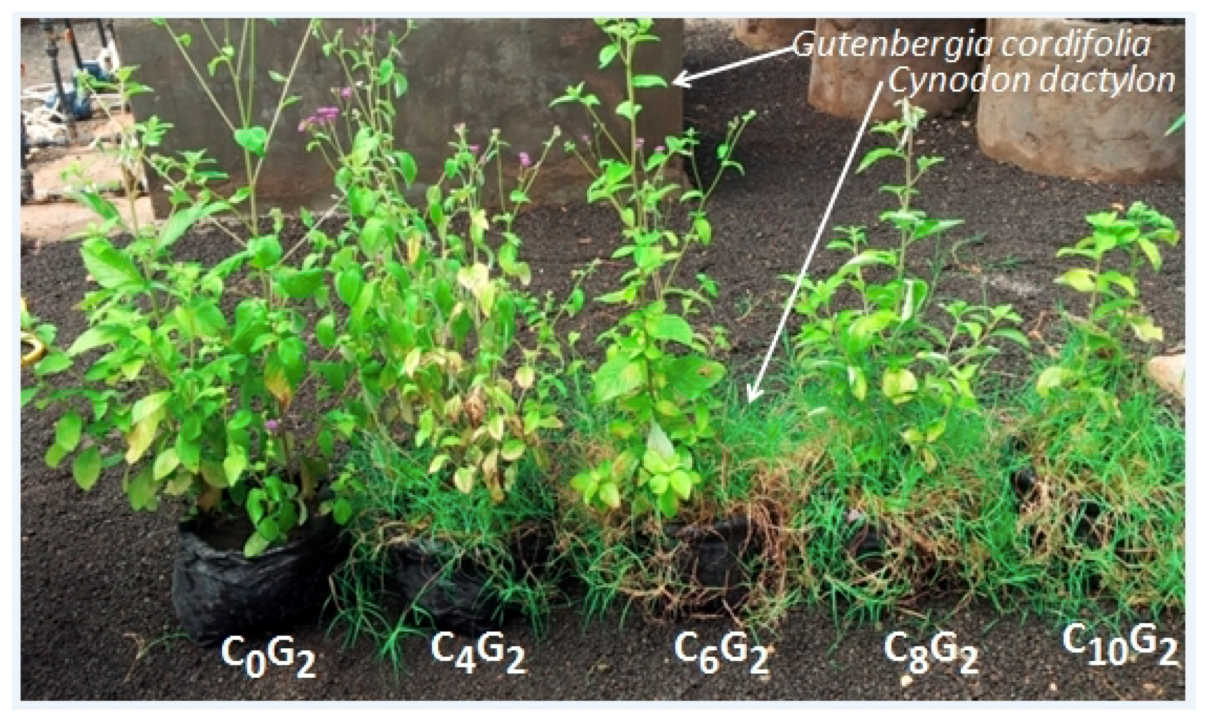 Plants 08 00576 g002