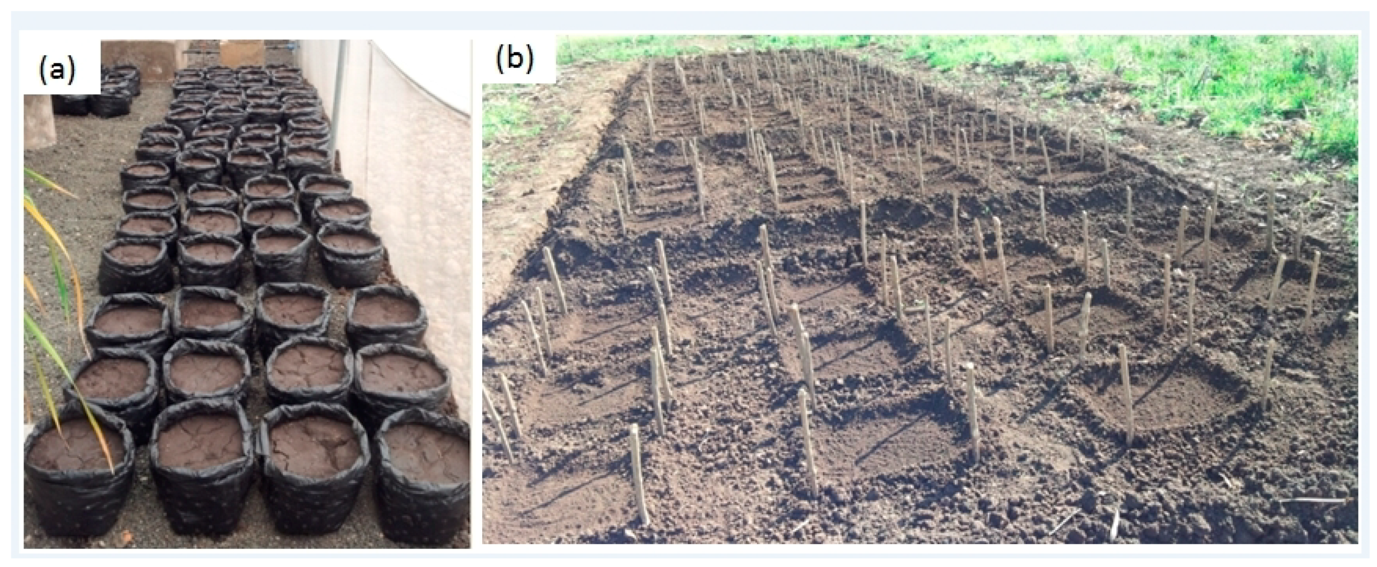 Plants 08 00576 g009