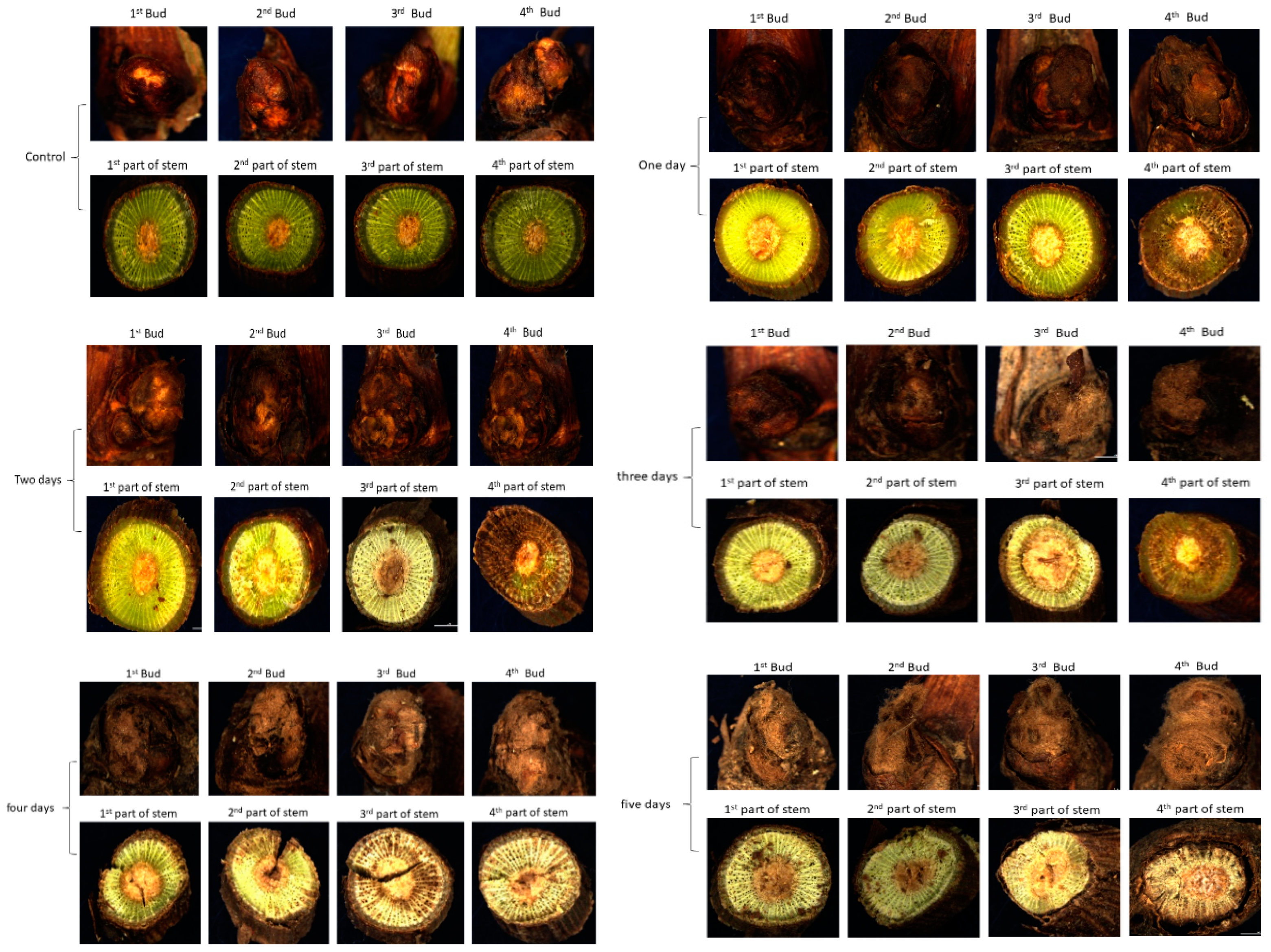 Plants 08 00577 g001