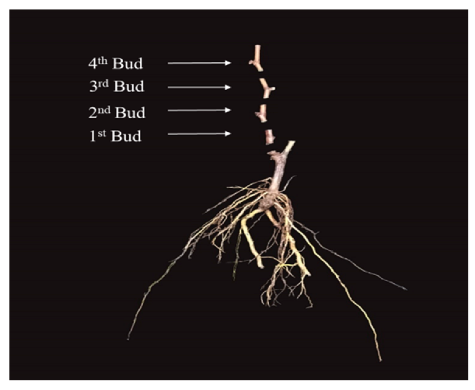 Plants 08 00577 g018
