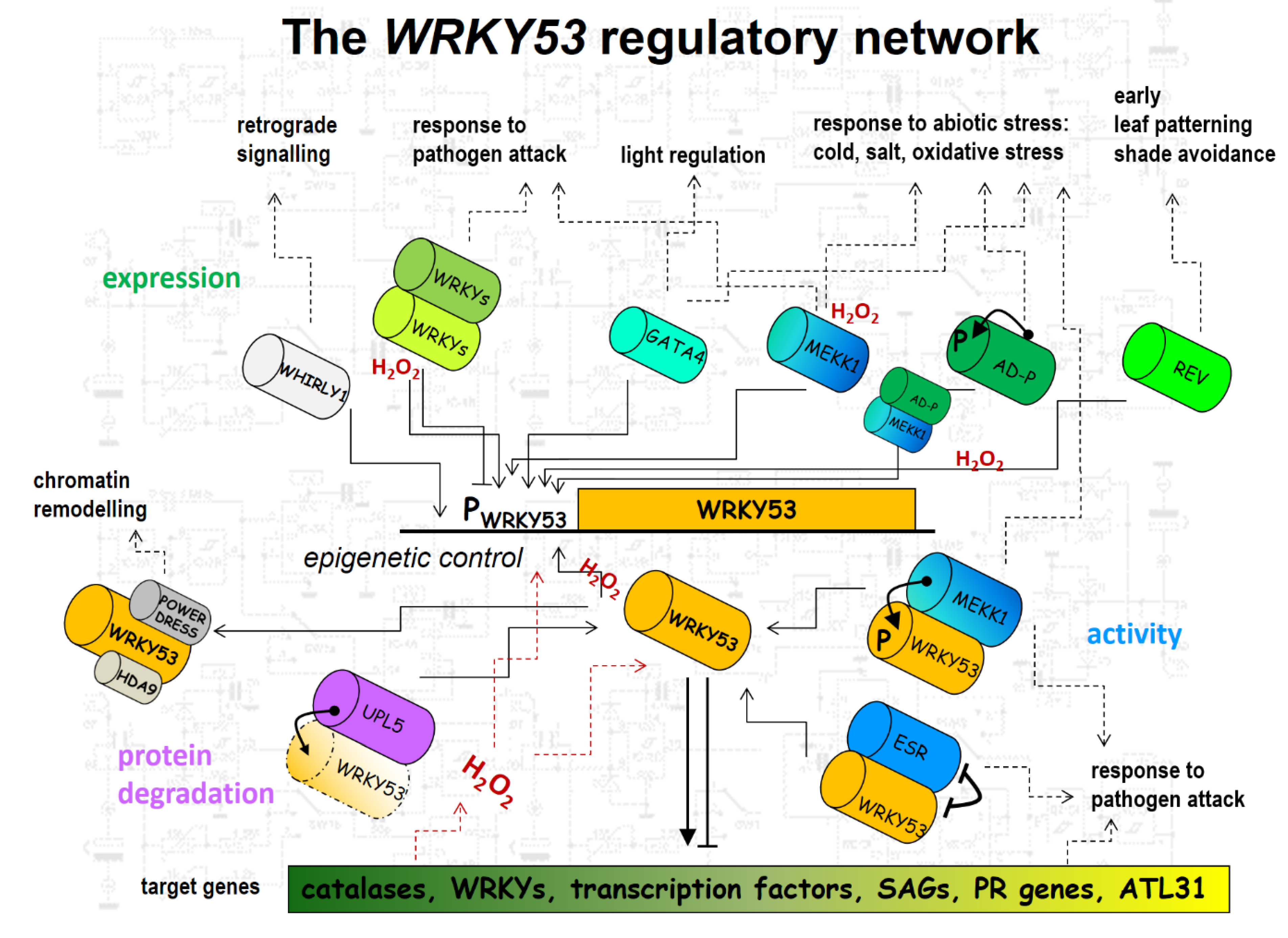 Plants 08 00578 g001