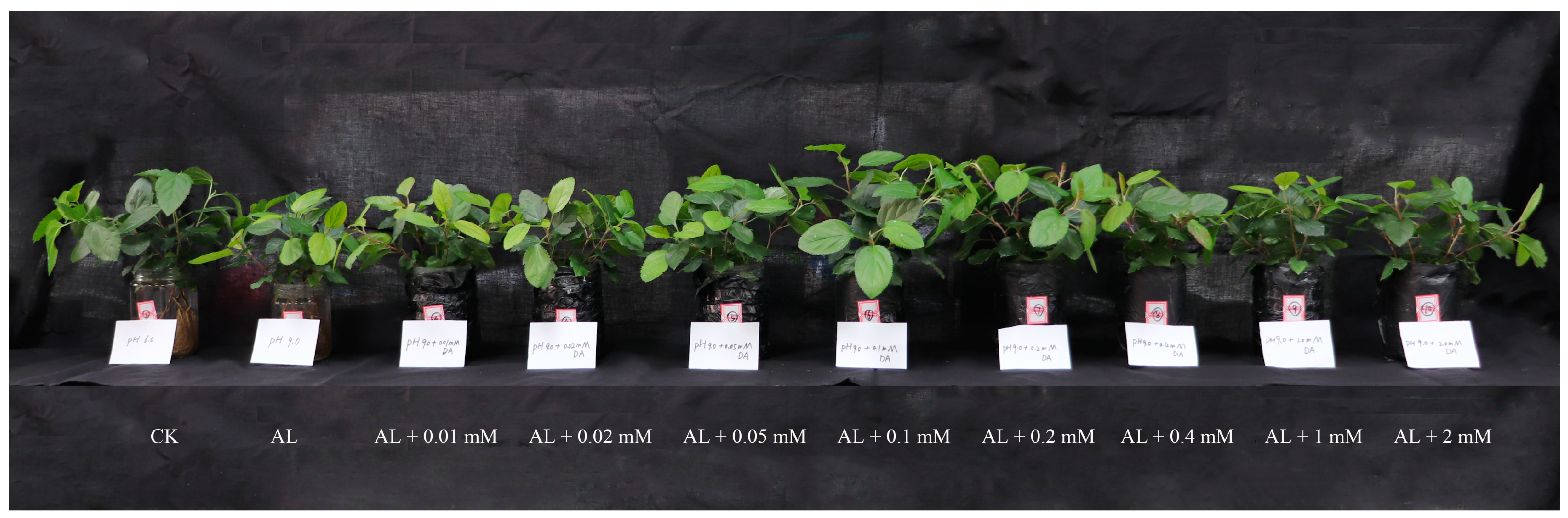 Plants | Free Full-Text Exogenous Dopamine Application Promotes Alkali Tolerance of Apple Seedlings