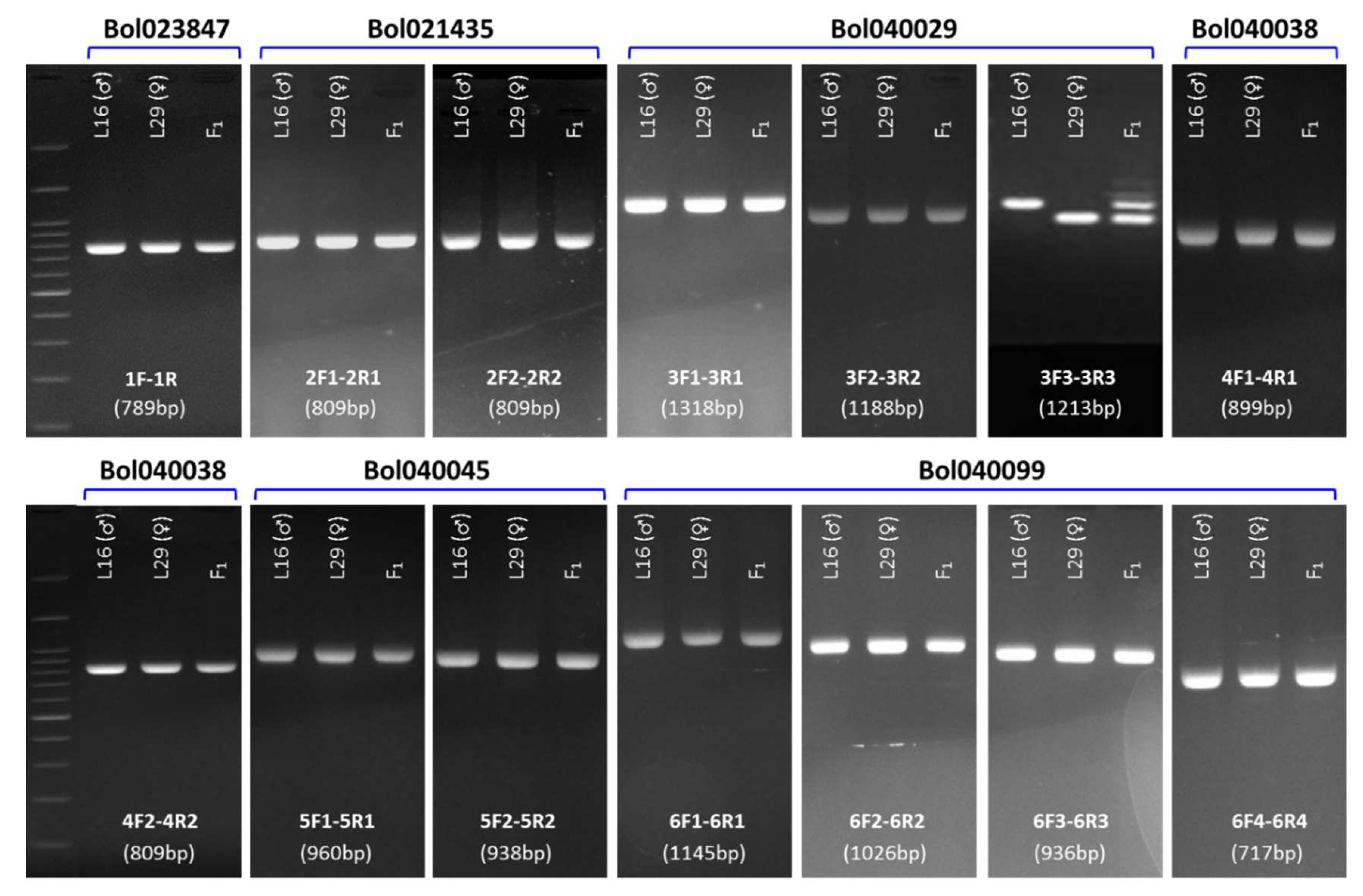 Plants 08 00583 g003