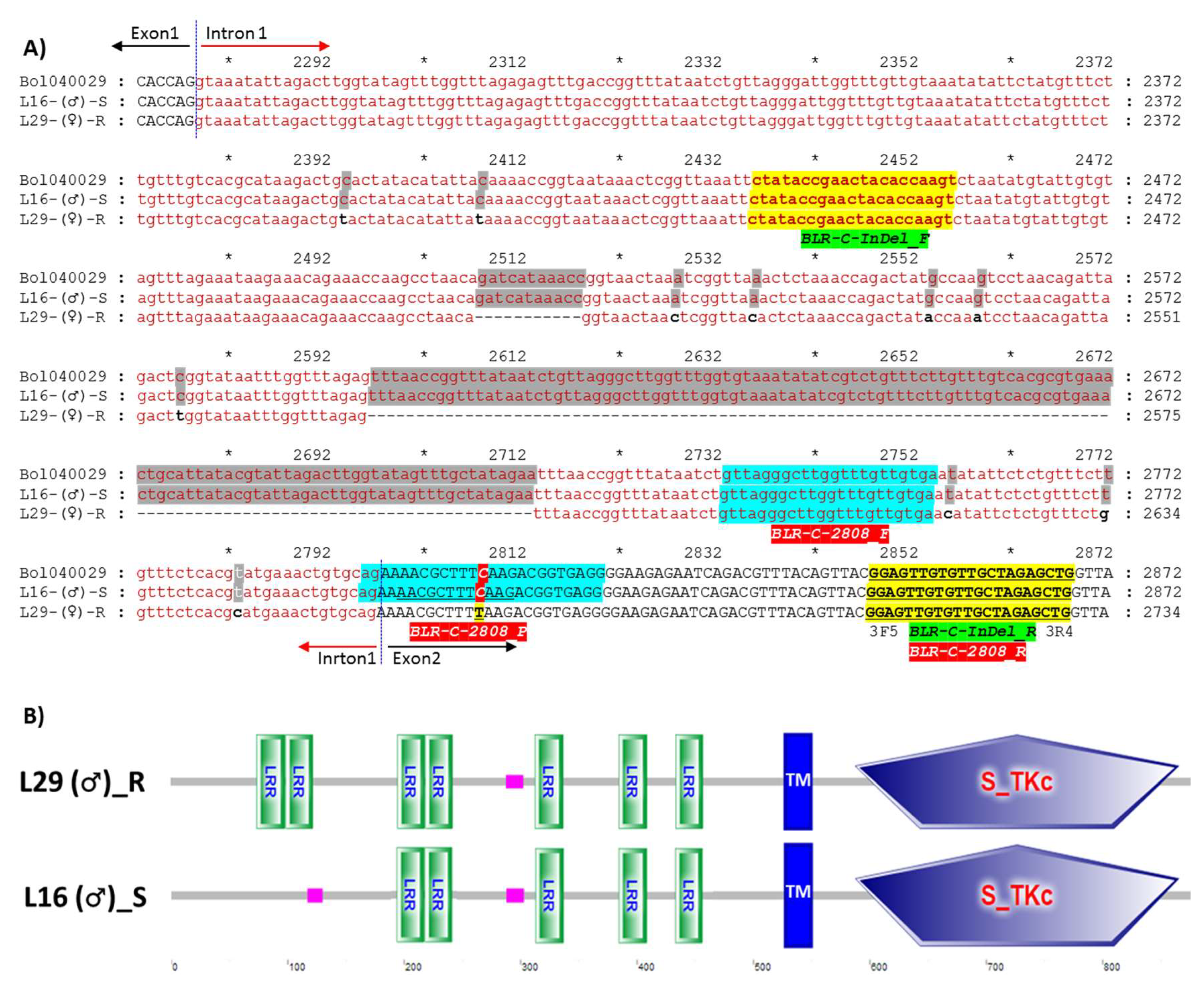 Plants 08 00583 g004