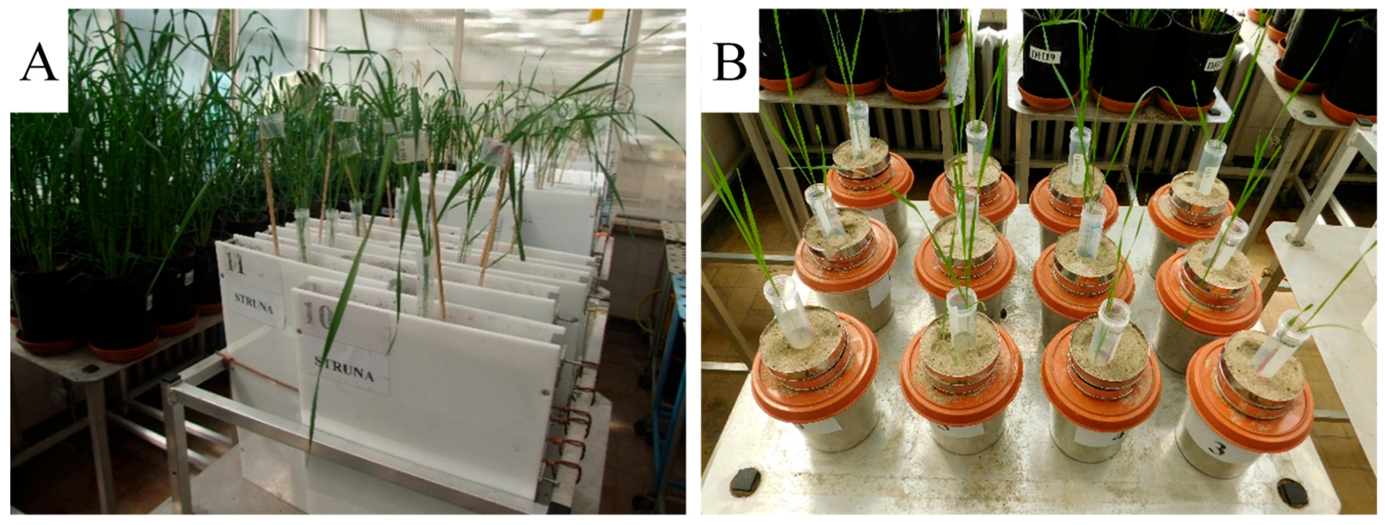 Plants 08 00584 g004 Plants 08 00584 g004