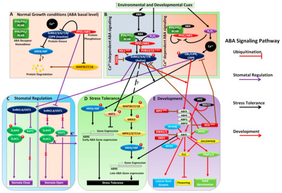 Integration of Abscisic Acid Signaling with Other Signaling