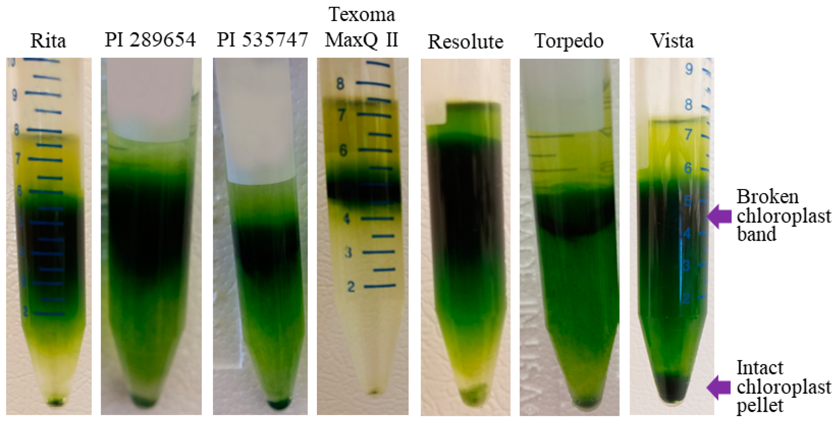 Plants Free Full Text Isolation Of Intact Chloroplast For Sequencing Plastid Genomes Of Five Festuca Species Html