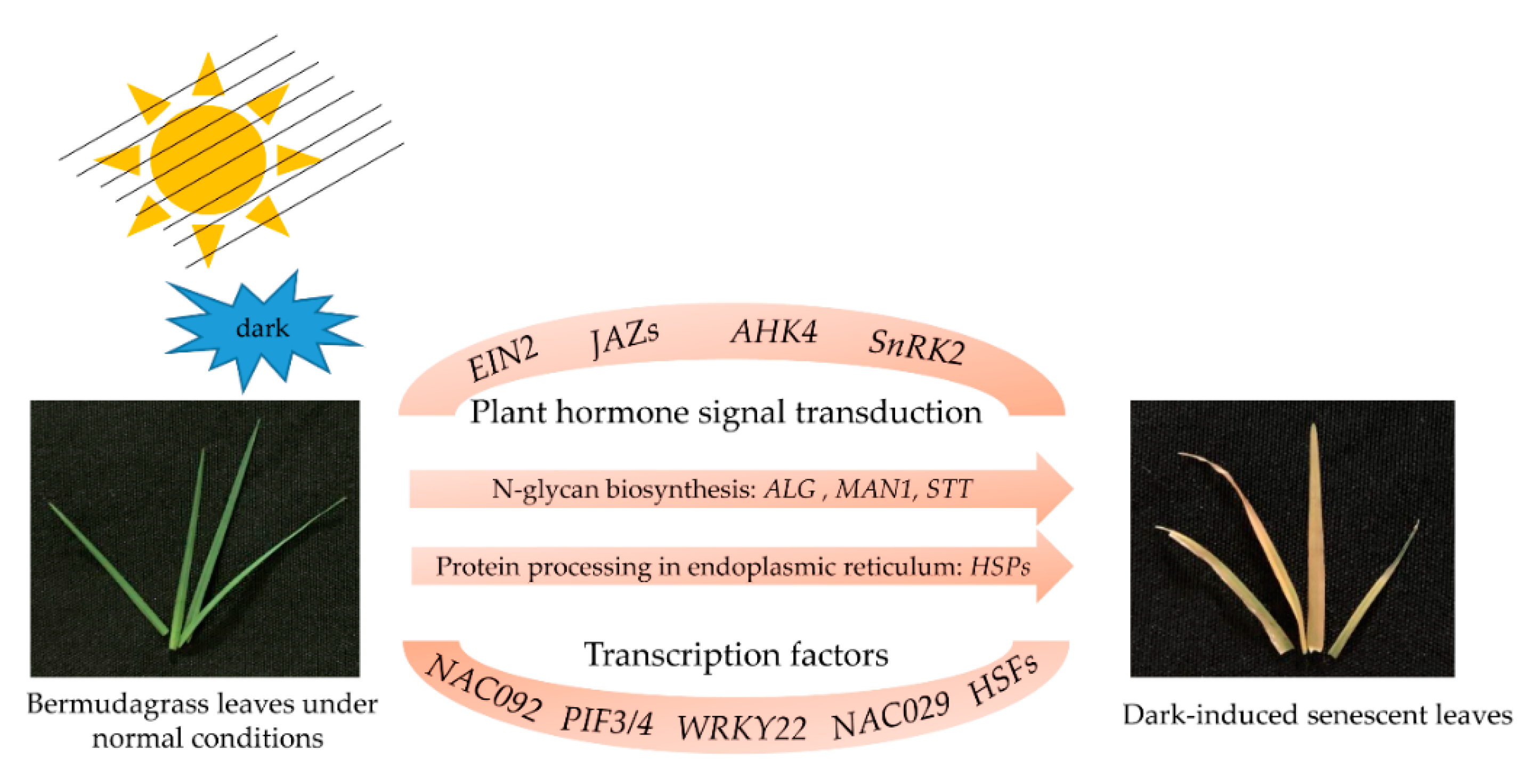 Plants 08 00614 g007 Plants 08 00614 g007