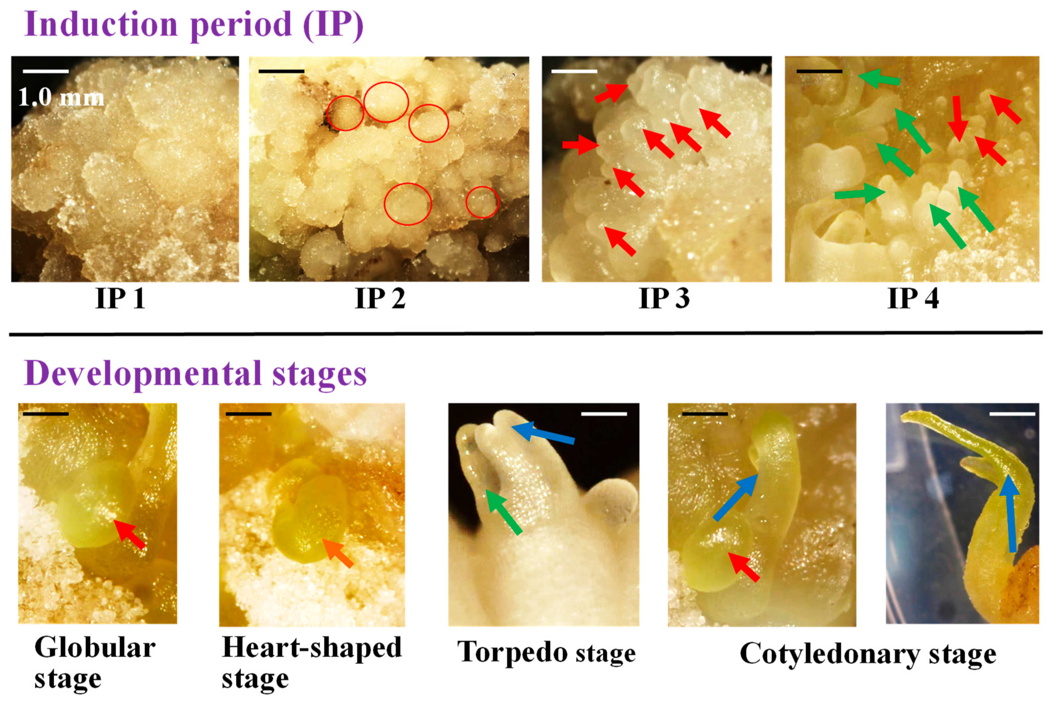 Plants 09 00003 g004 Plants 09 00003 g004
