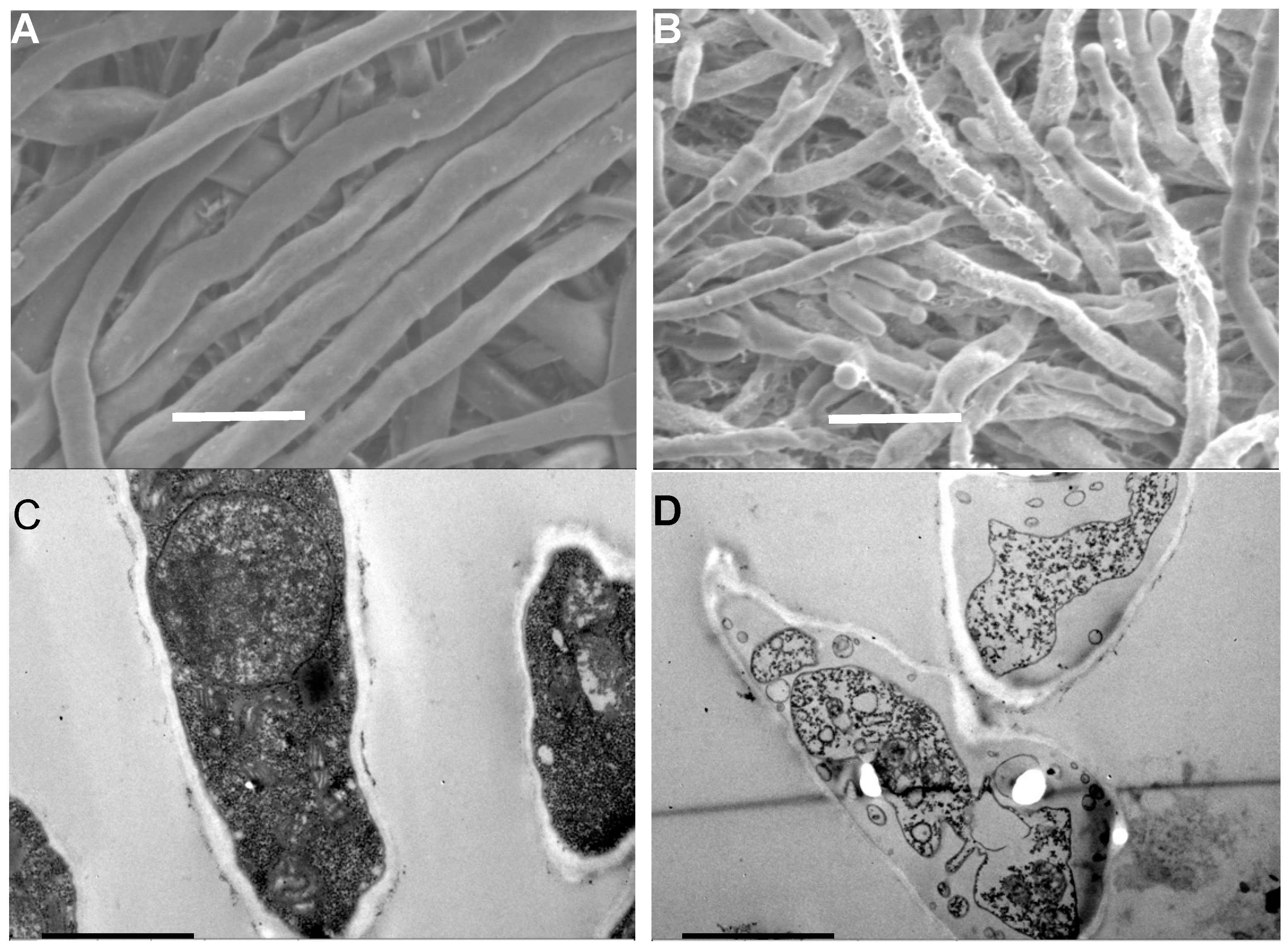 Plants 09 00017 g003