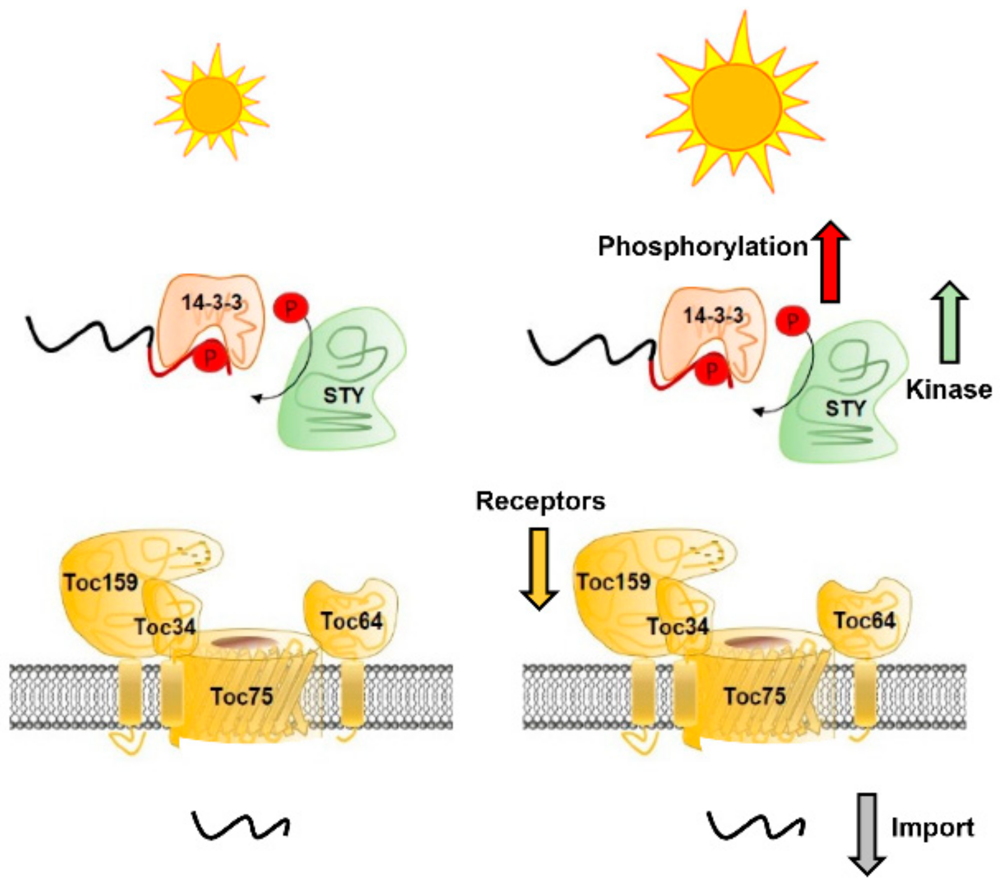Plants 09 00024 g004 Plants 09 00024 g004