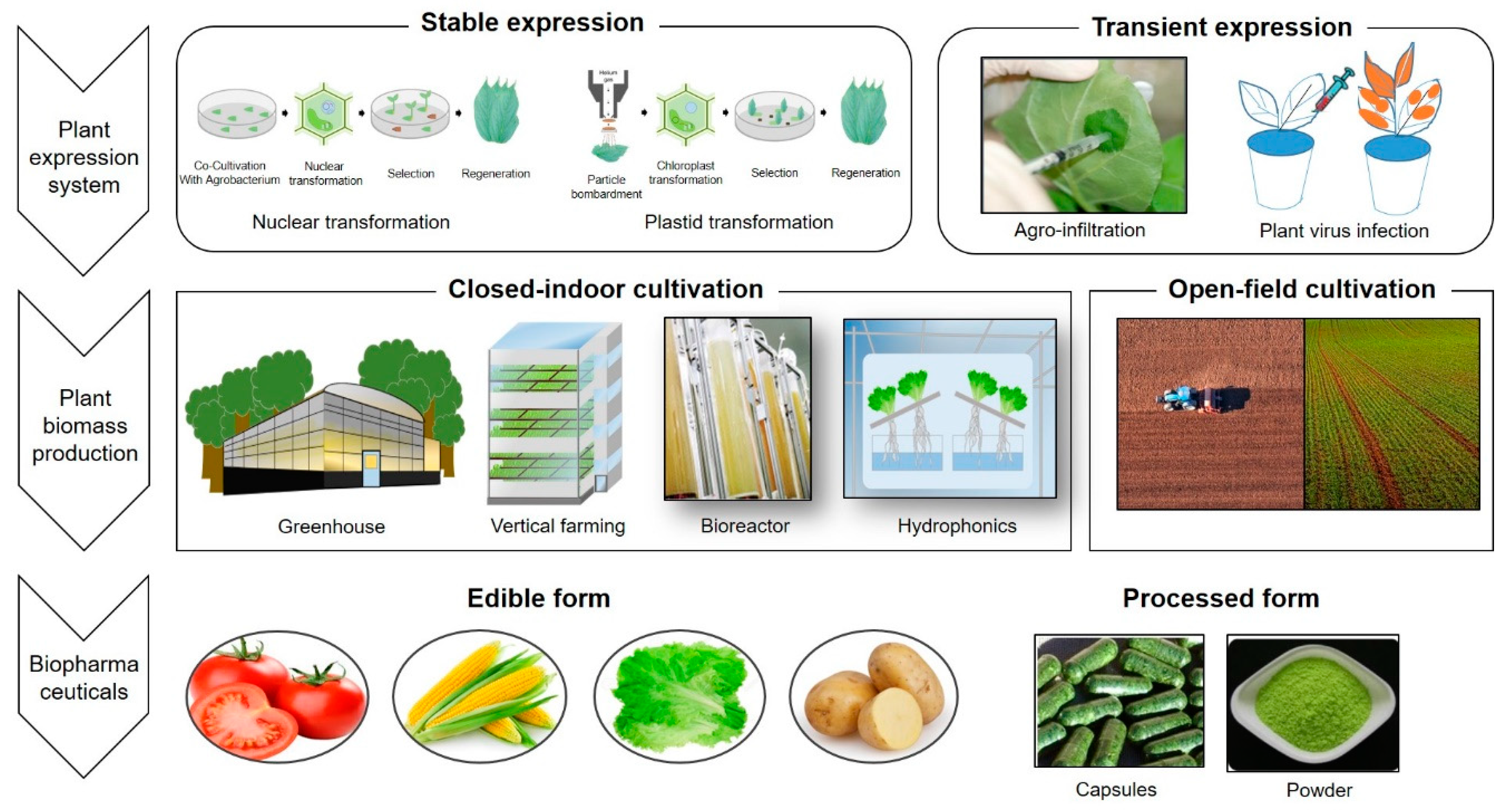 Scale-up production of HSA in a bioreactor. (a) Propagation of