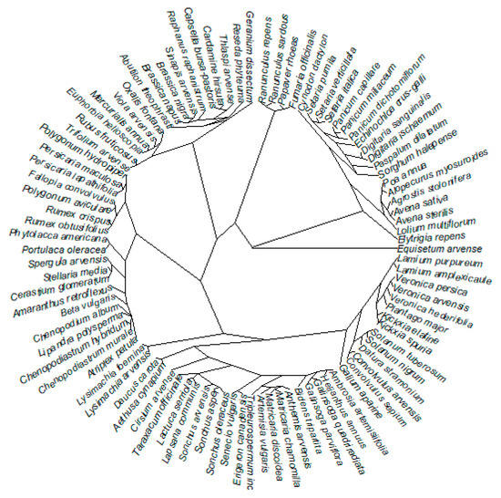 Plants Free Full Text Which Traits Make Weeds More Successful In Maize Crops Insights From A Three Decade Monitoring In France Html