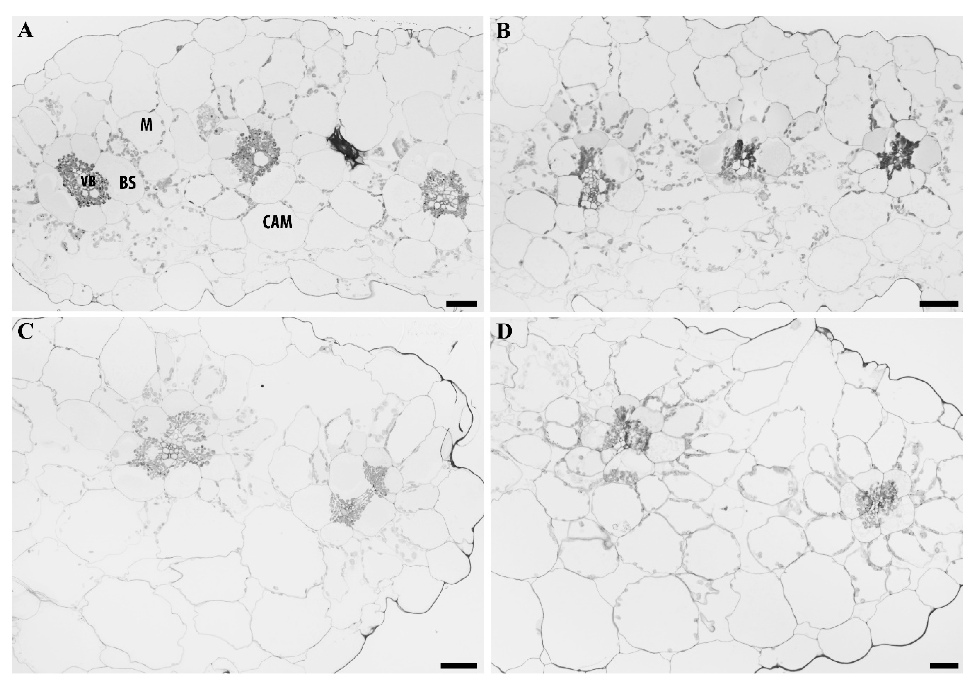 Plants 09 00055 g007