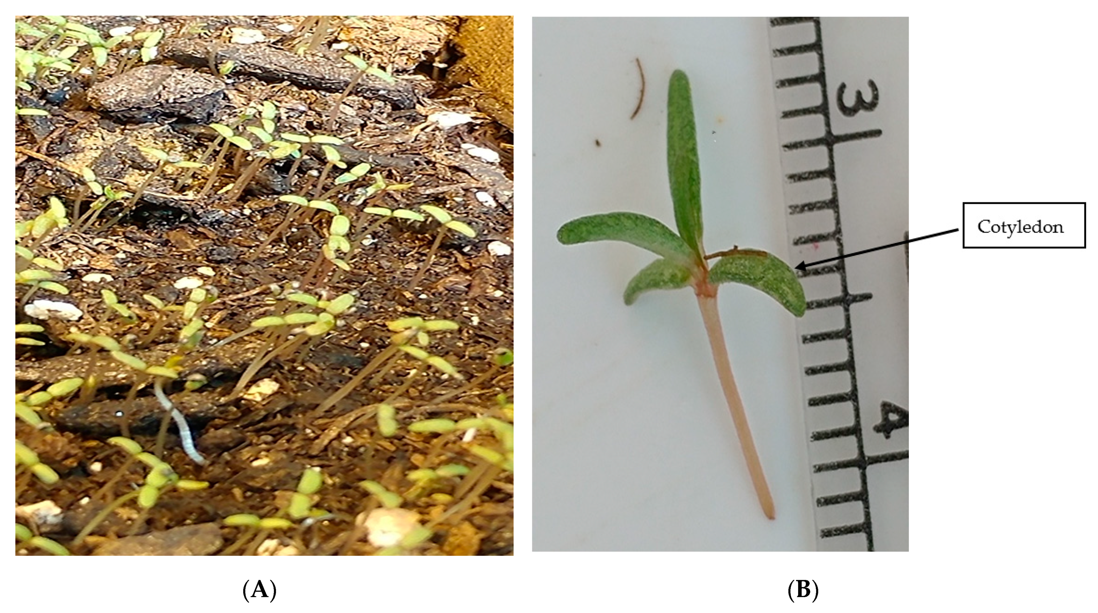 Plants 09 00055 g009