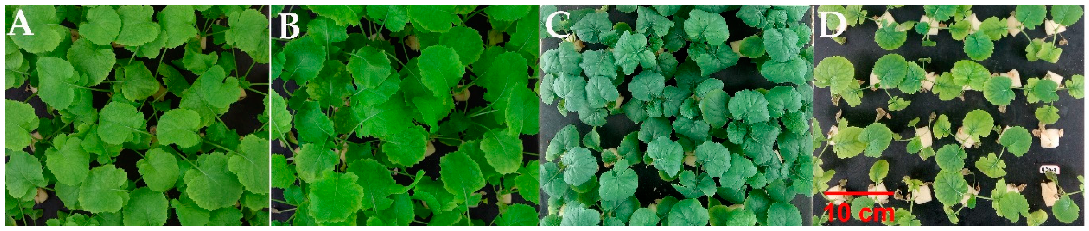 Plants 09 00062 g001