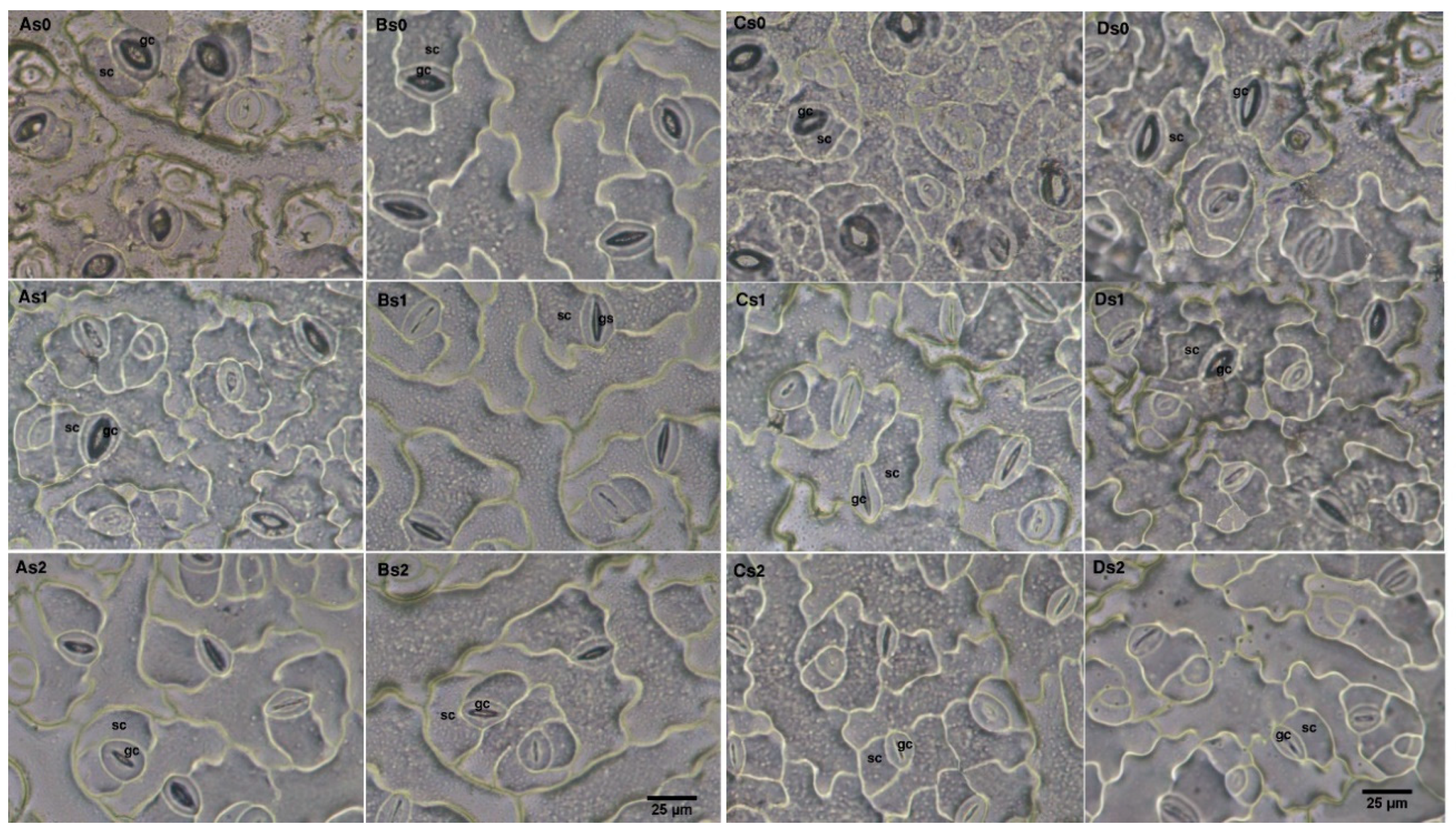 Plants 09 00062 g003