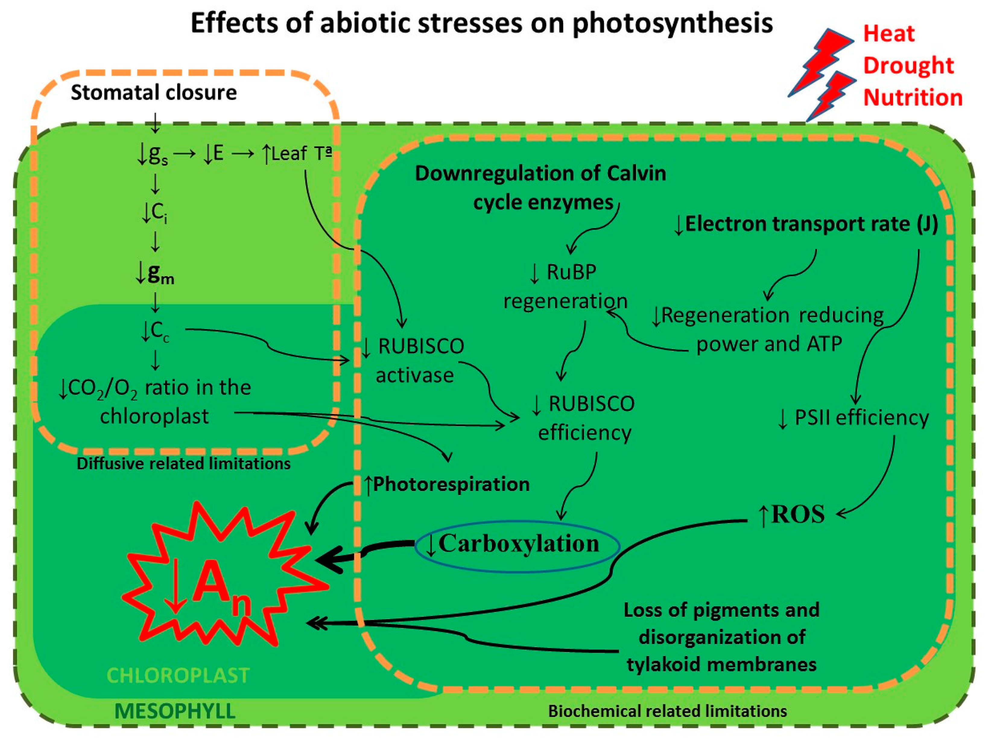 Plants Free Full Text Photosynthetic Metabolism Under Stressful Growth Conditions As A Bases For Crop Breeding And Yield Improvement Html