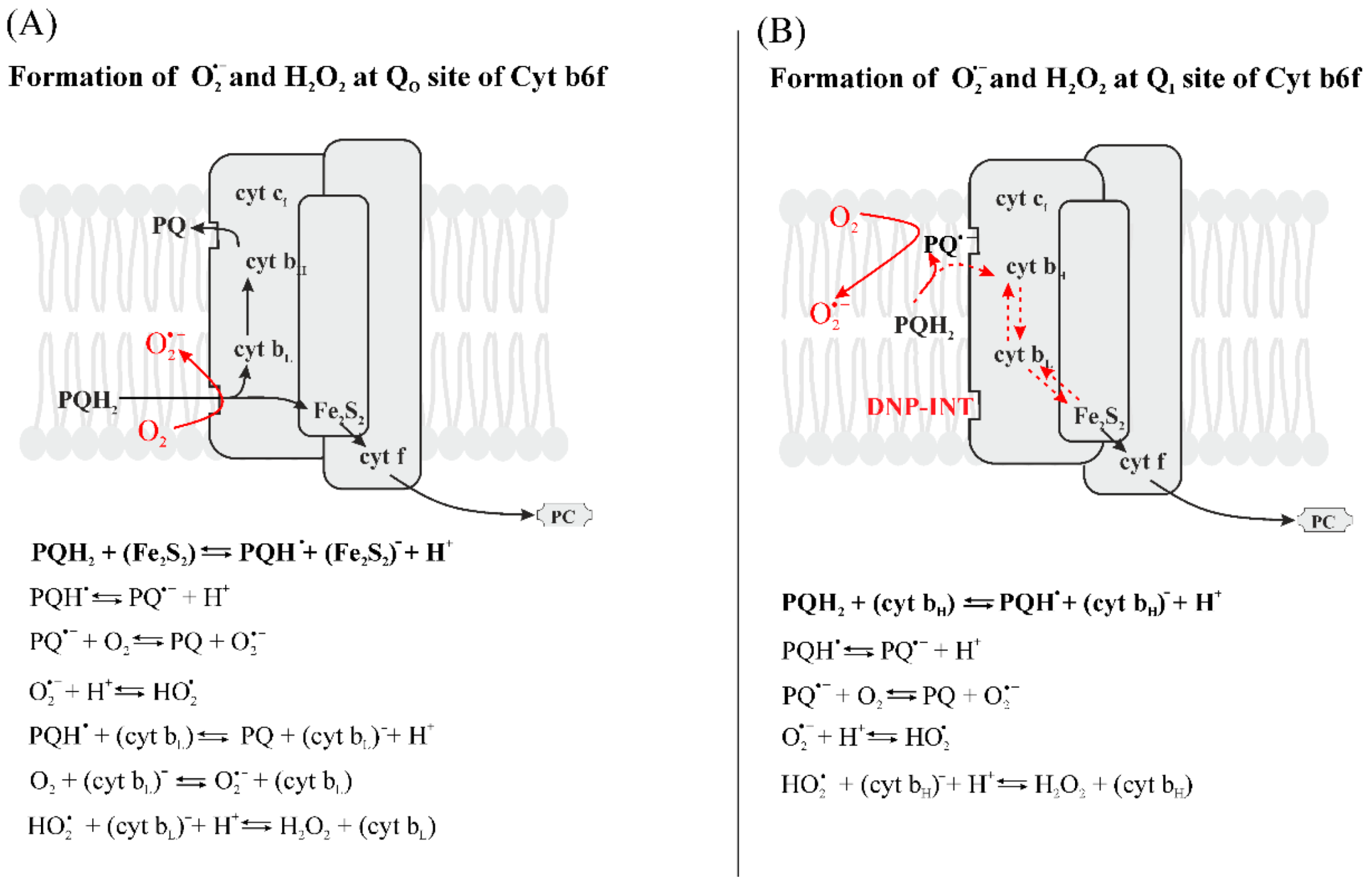 Plants Free Full Text Oxygen And Ros In Photosynthesis Html