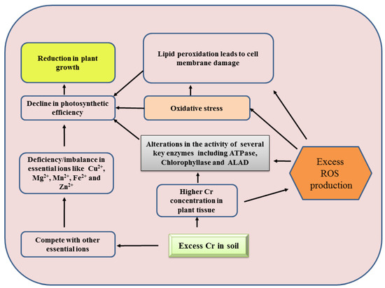 Plants Free Full Text Chromium Bioaccumulation And Its Impacts On Plants An Overview Html