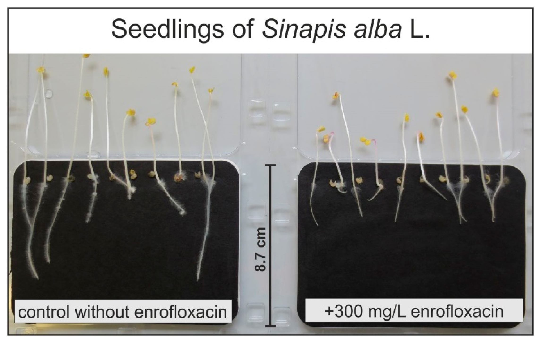 Plants 09 00107 g001