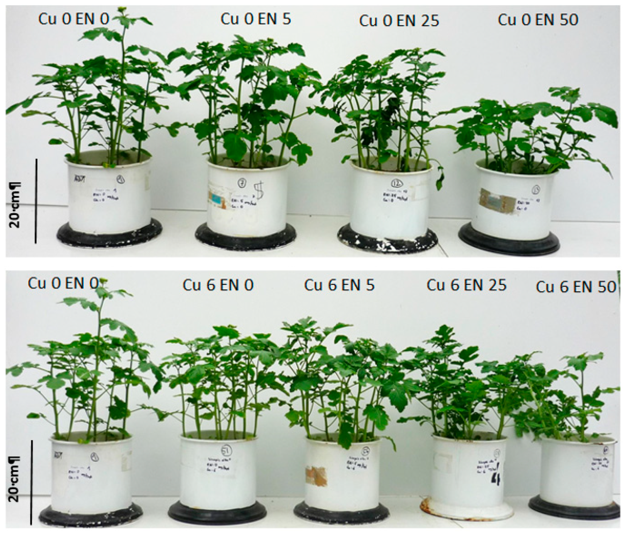 Plants 09 00107 g005