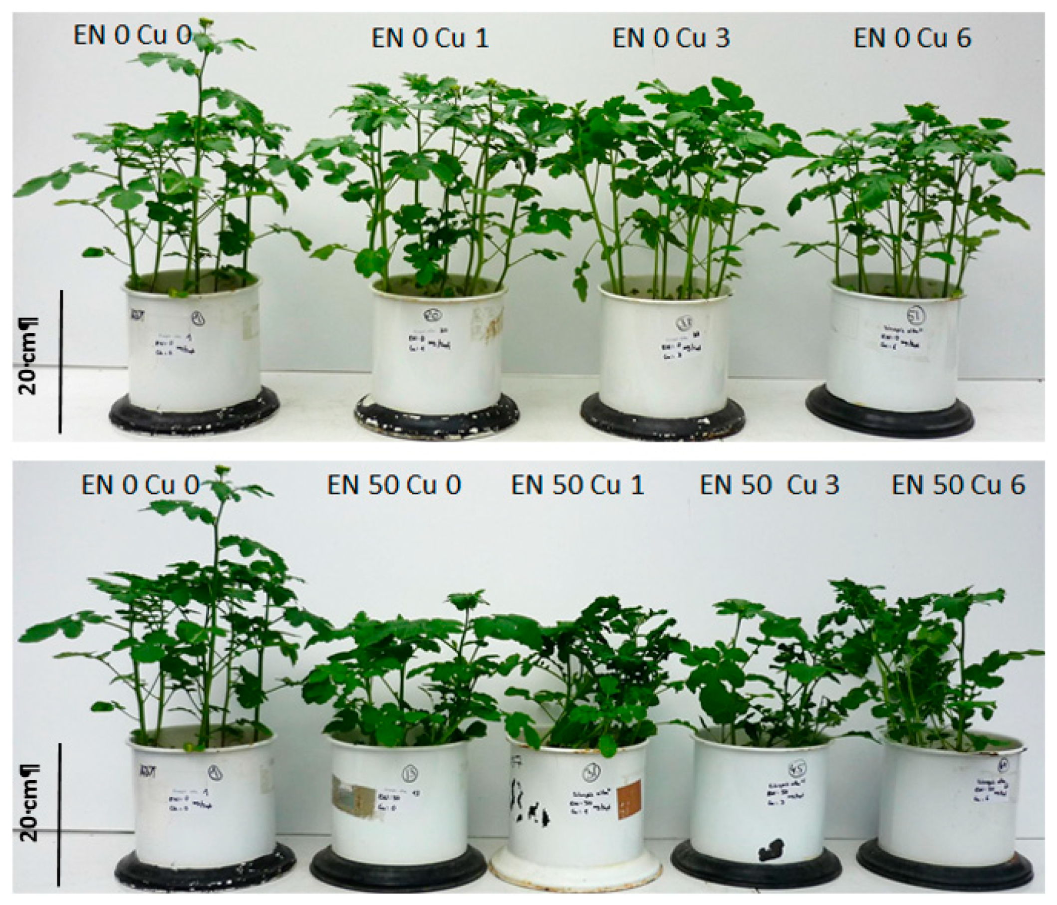 Plants 09 00107 g006