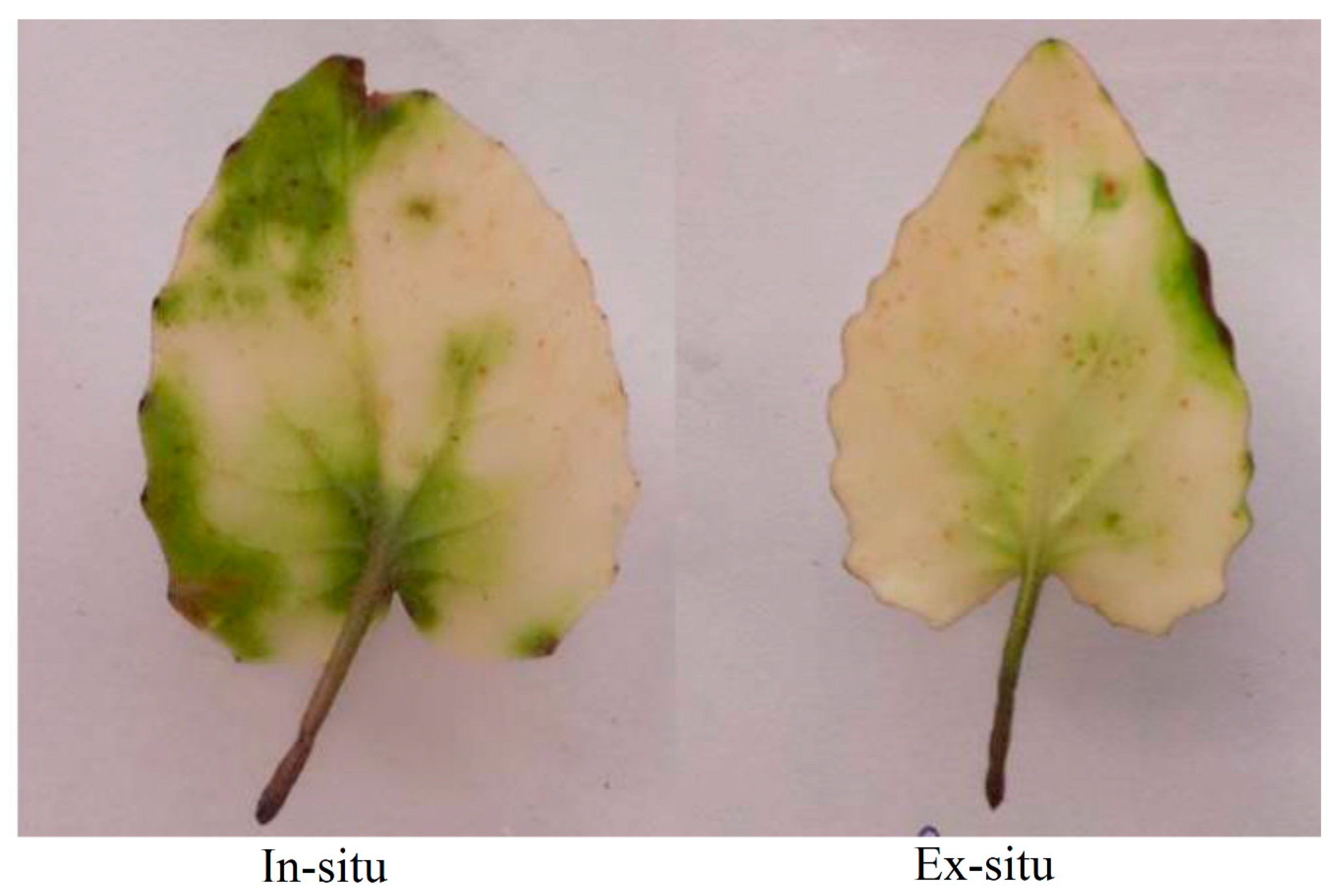 Plants 09 00131 g002