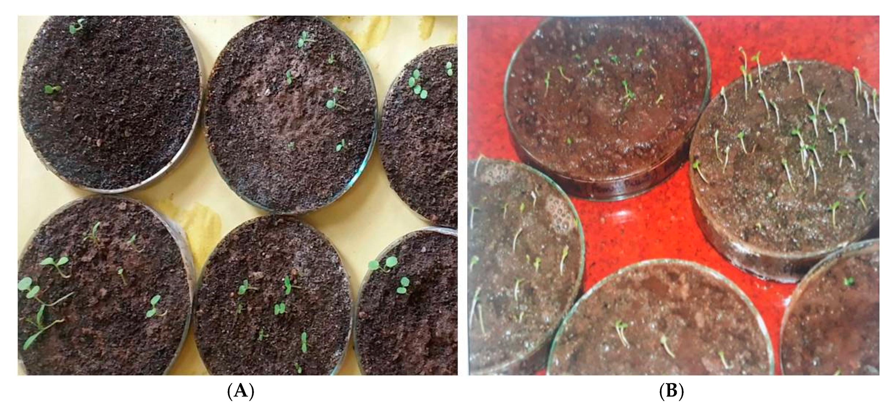 Plants 09 00131 g007