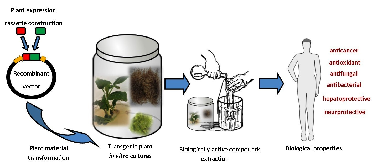 Plants Free Full Text Transgenesis As A Tool For The Efficient Production Of Selected Secondary Metabolites From Plant In Vitro Cultures Html