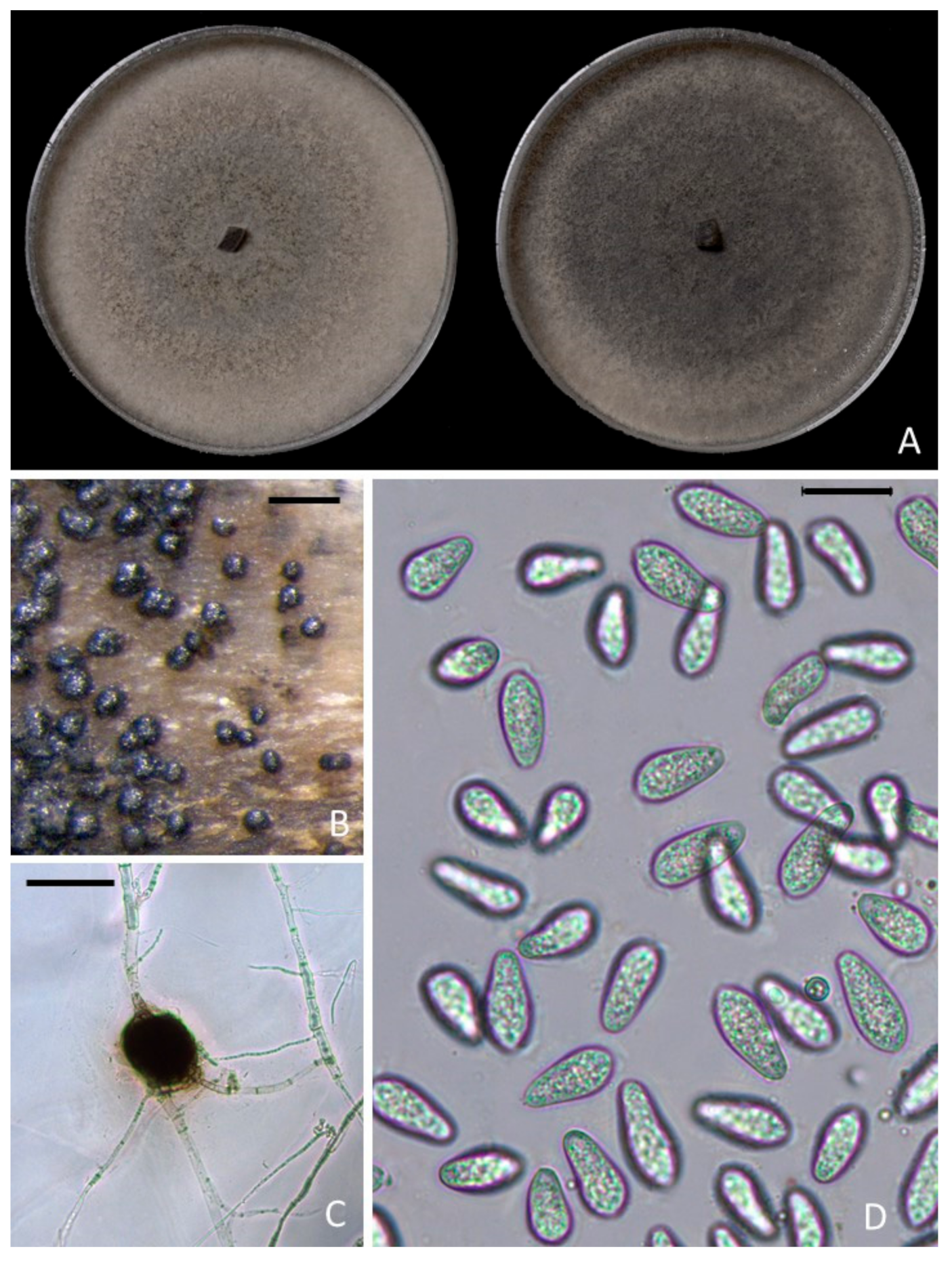 Plants 09 00134 g003 Plants 09 00134 g003